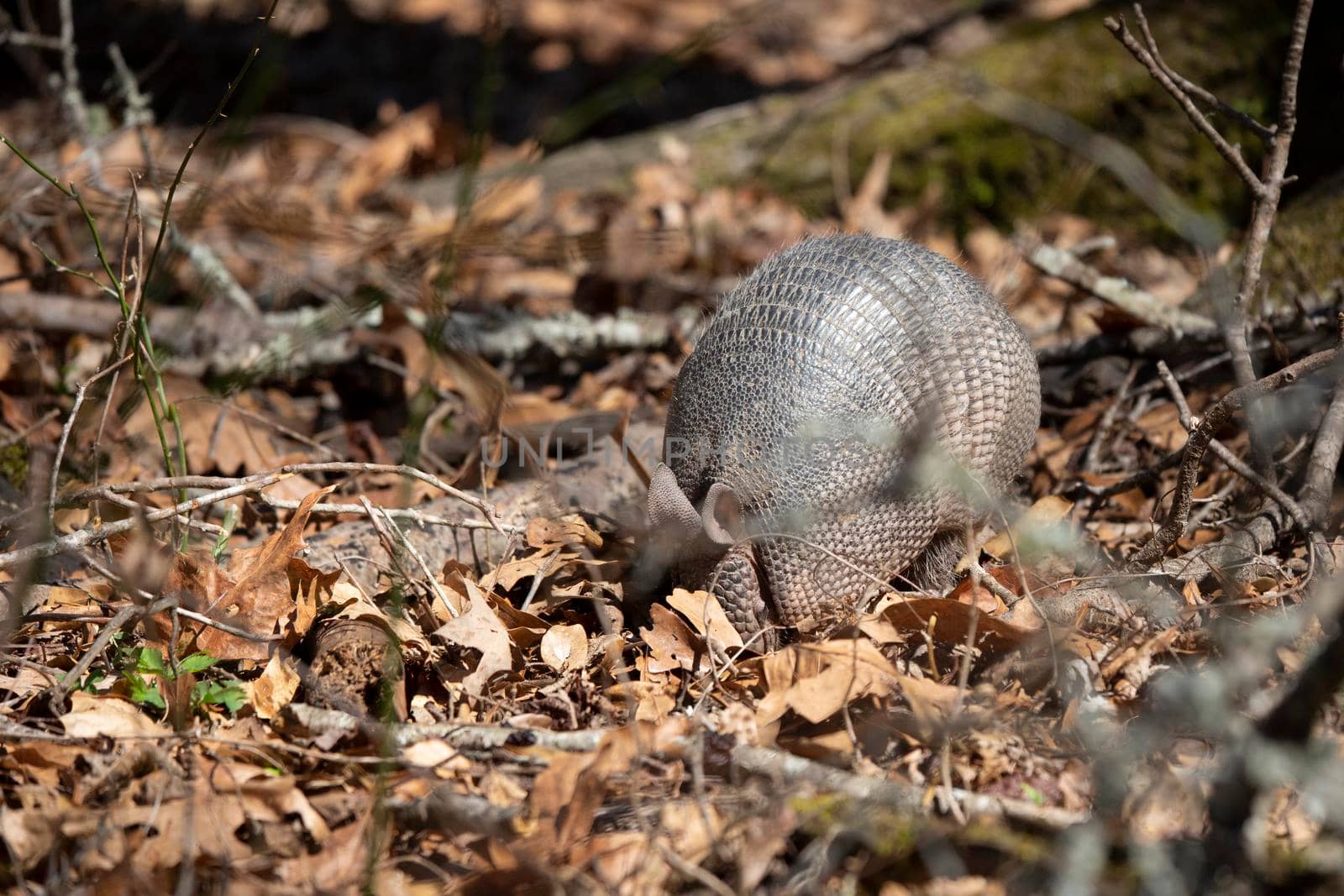 Nine-banded armadillo (Dasypus novemcinctus) foraging for insects in dead leaves and limbs