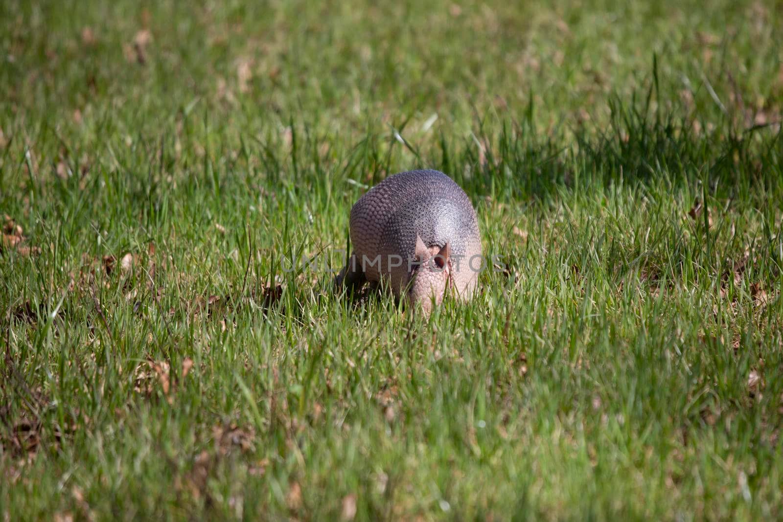 Nine-banded armadillo (Dasypus novemcinctus) foraging for insects in green grass in an open field