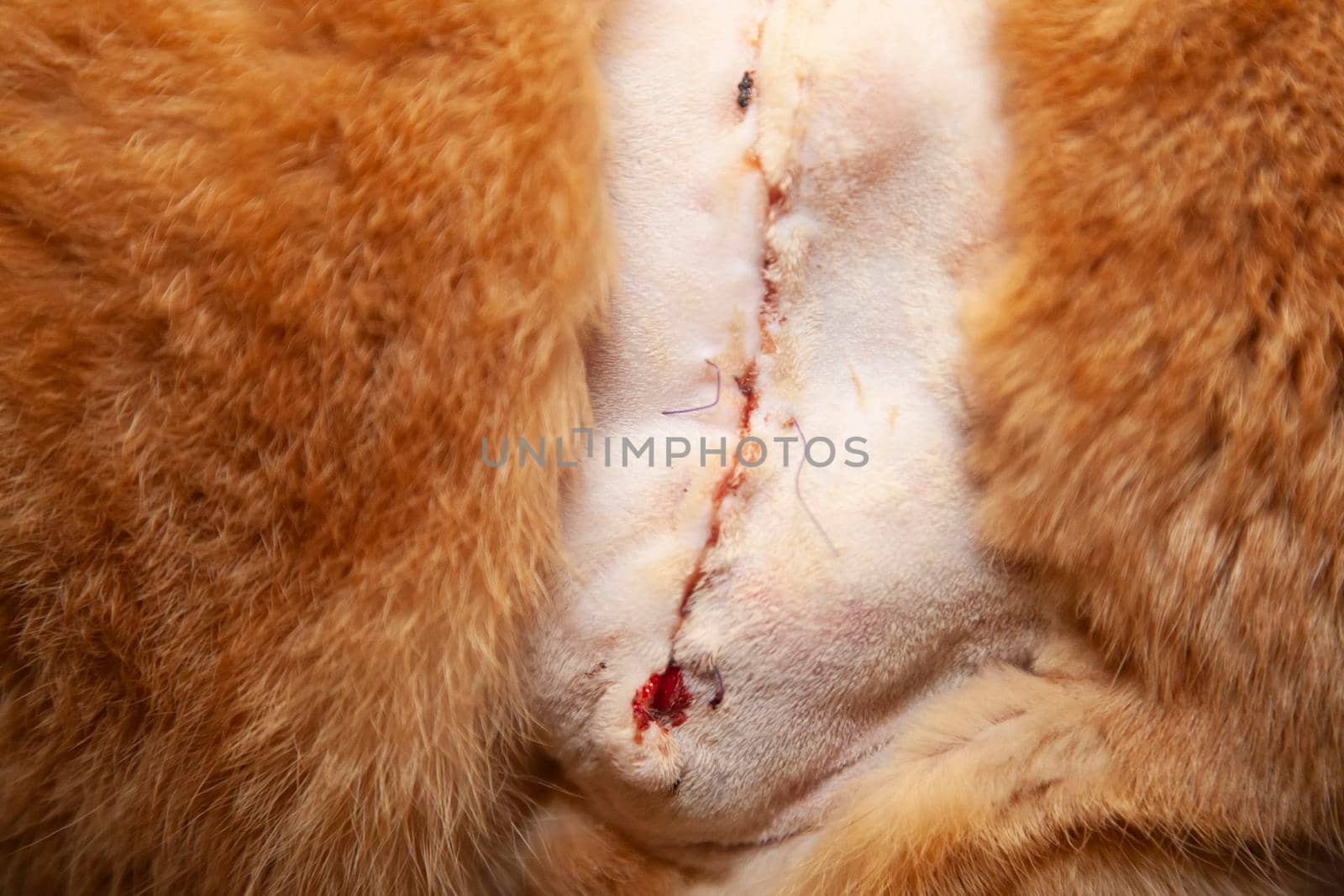 Large surgical cut on a golden cat with a busted purple stitch