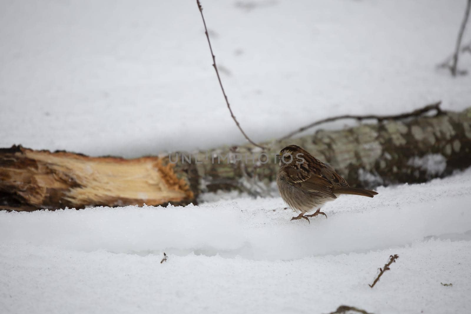 White-Throated Sparrow Foraging by tornado98