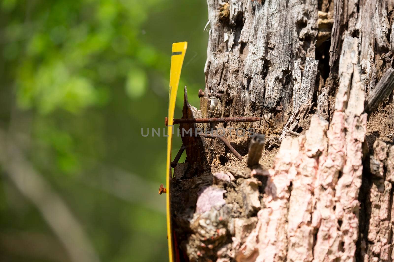 Yellow Sign Nailed to Dying Tree by tornado98