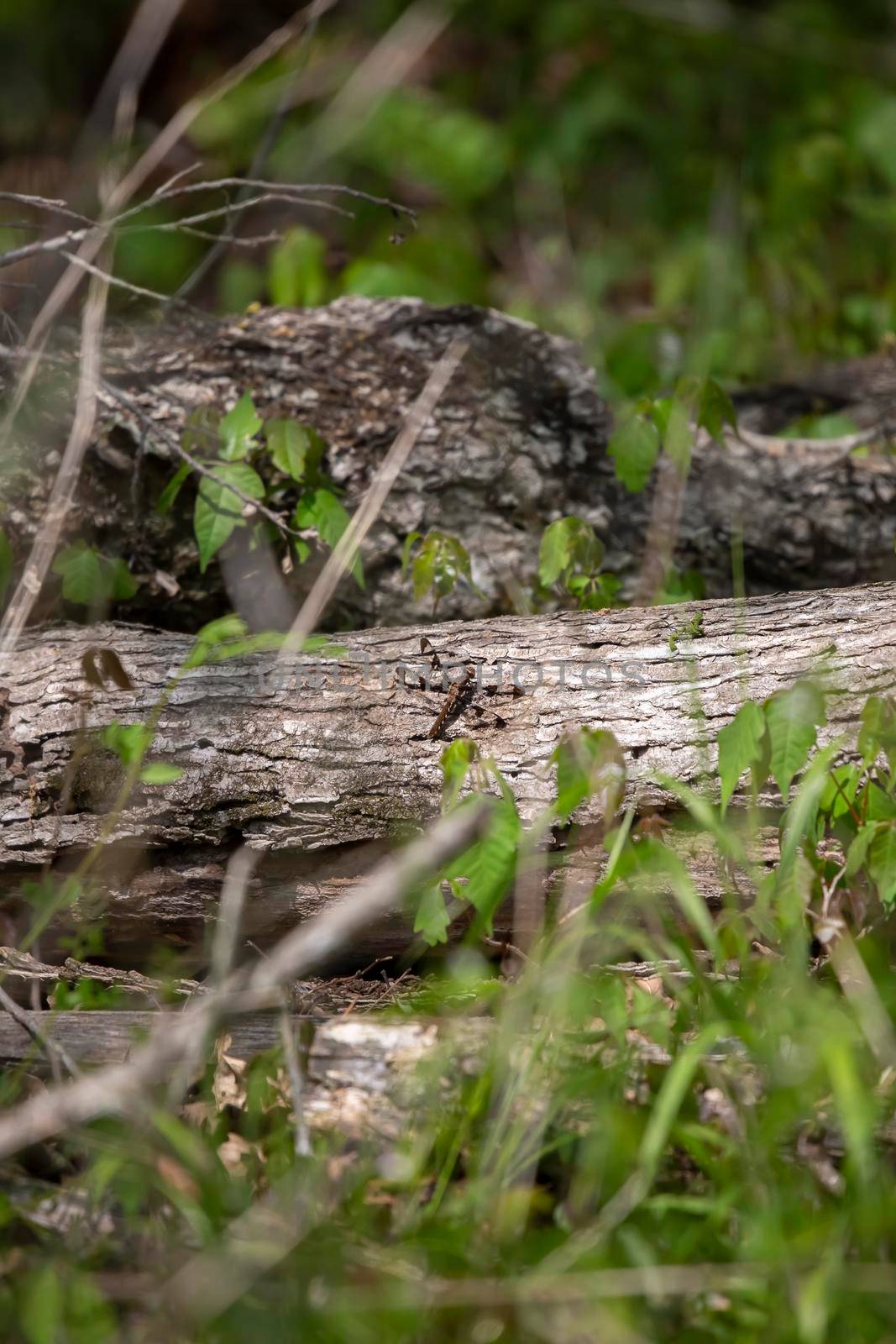 Female white-tailed skimmer (Plathemis lydia) perched on a log