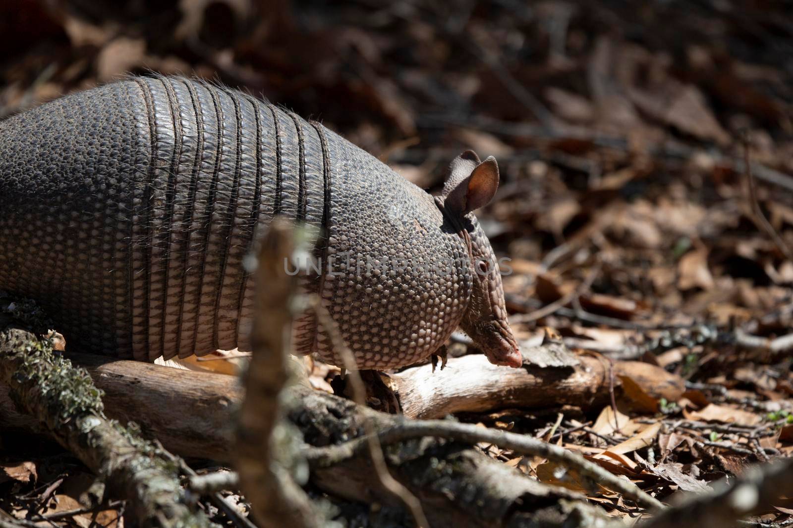 Nine-Banded Armadillo Foraging by tornado98