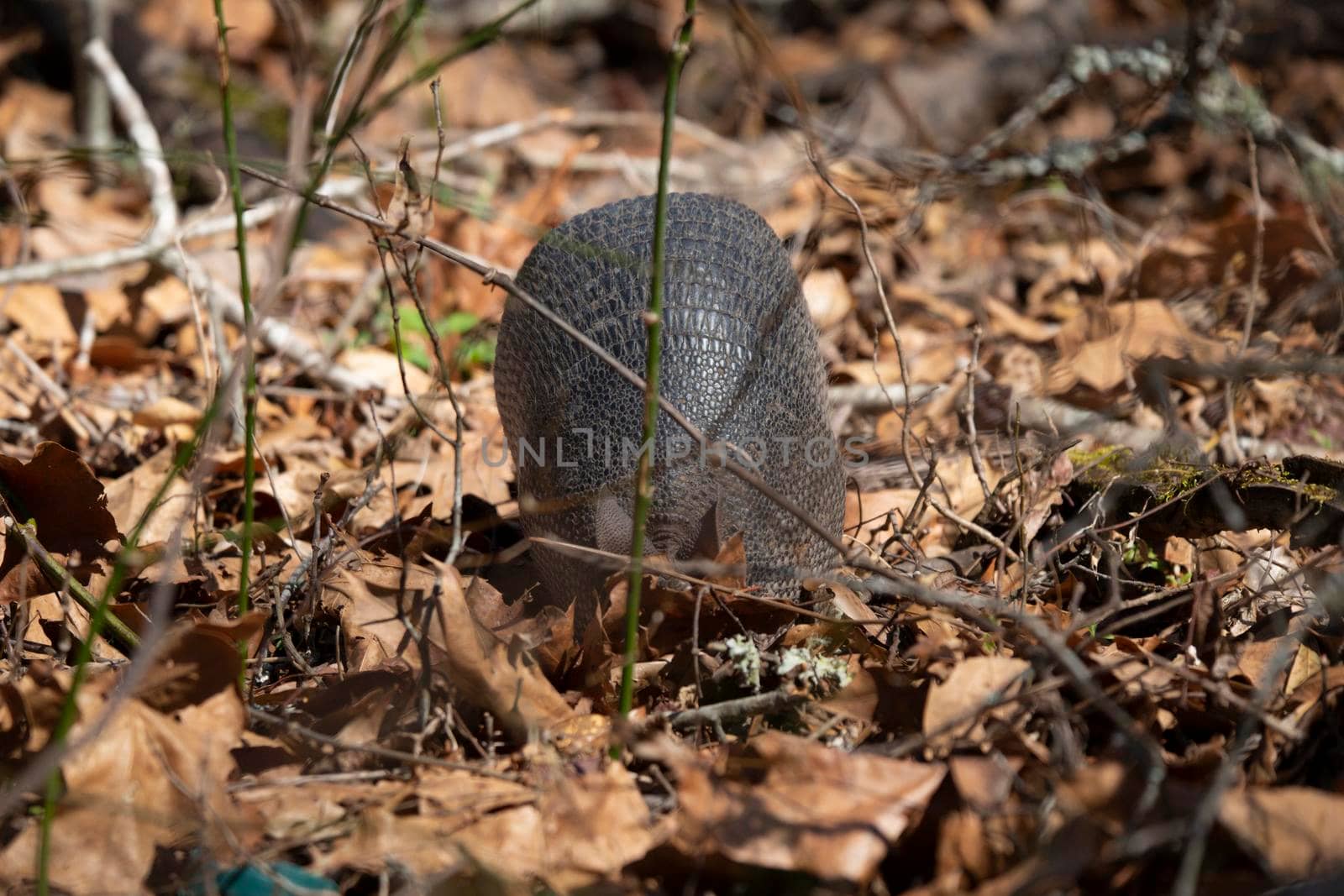 Nine-banded armadillo (Dasypus novemcinctus) foraging for insects in dead leaves and limbs