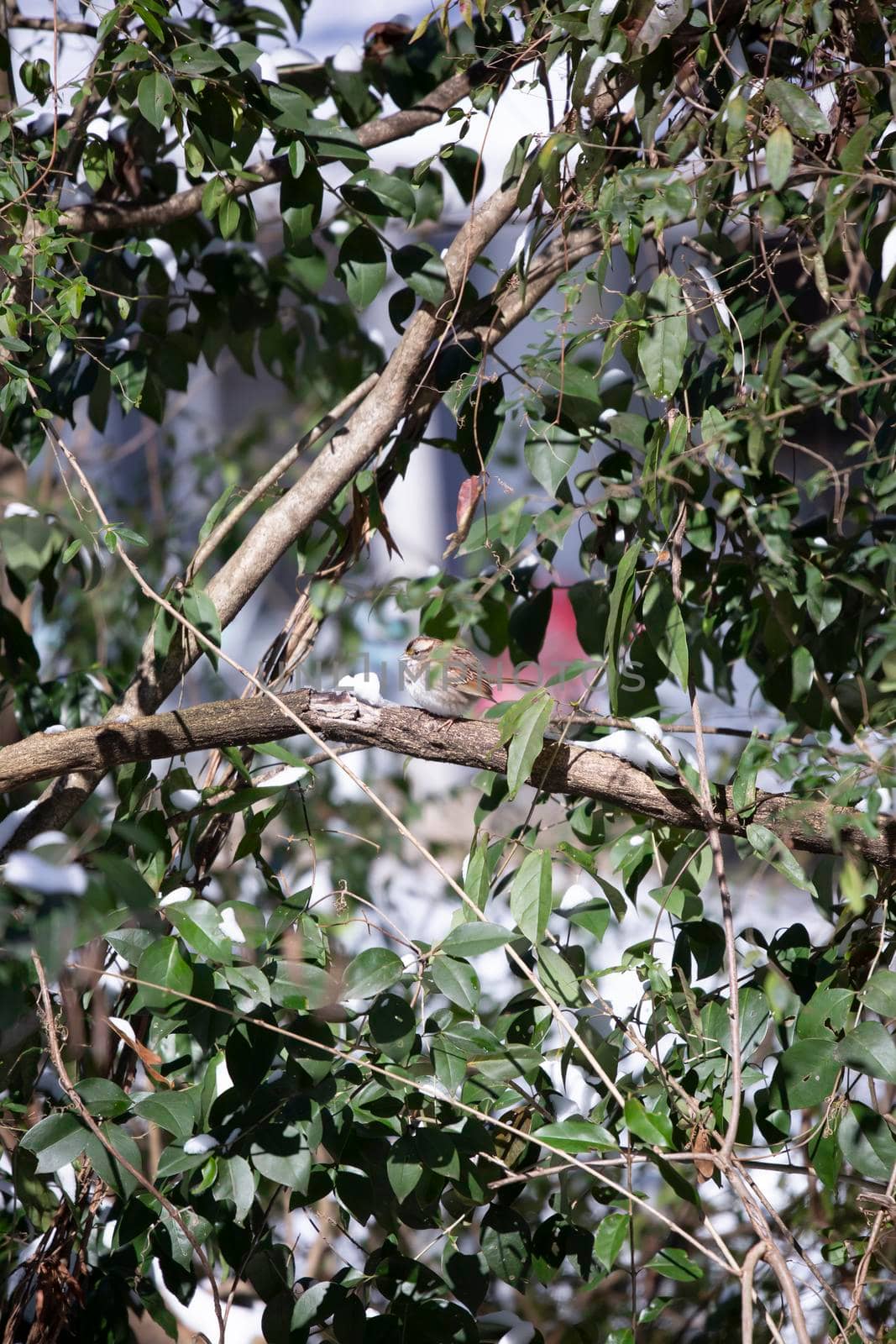 White-throated sparrow (Zonotrichia albicollis) singing near a pile of snow on a tree limb