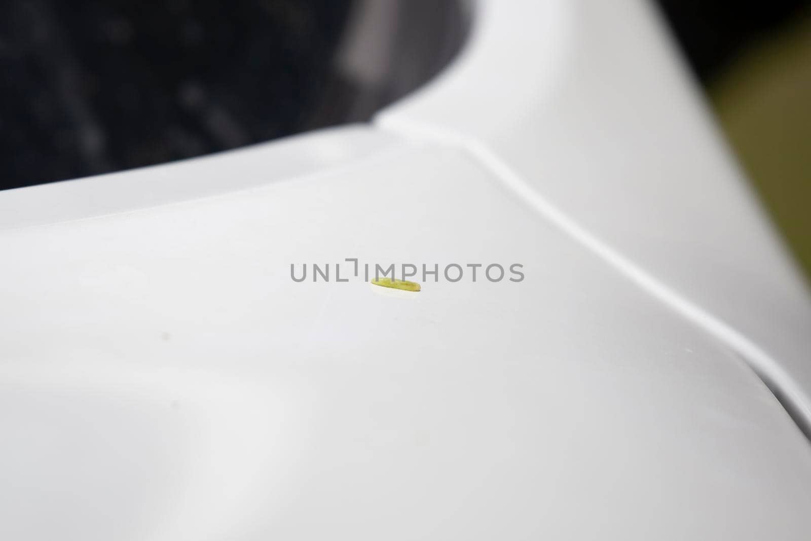 Small green caterpillar on the hood of a white vehicle