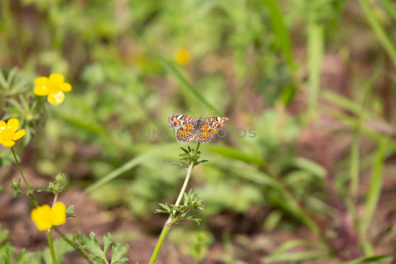 Phaon crescent butterfly (Phyciodes phaon) on a yellow flower