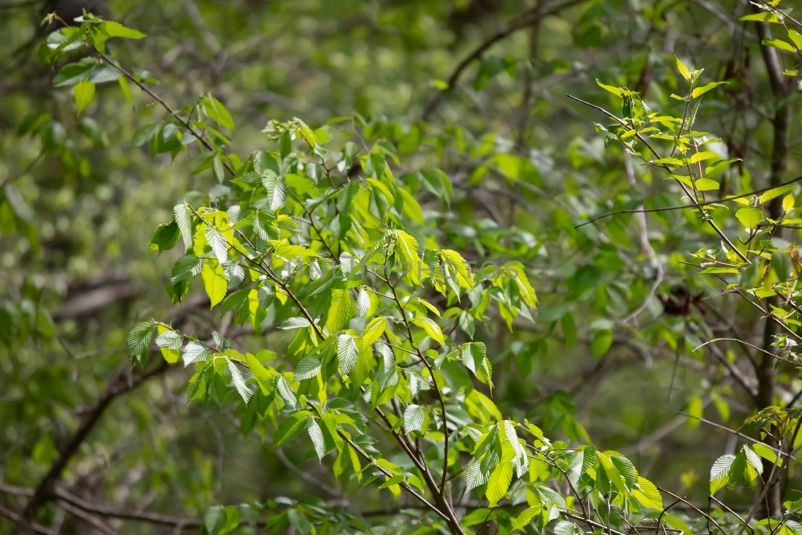 Close up of bright green leaves on a tree