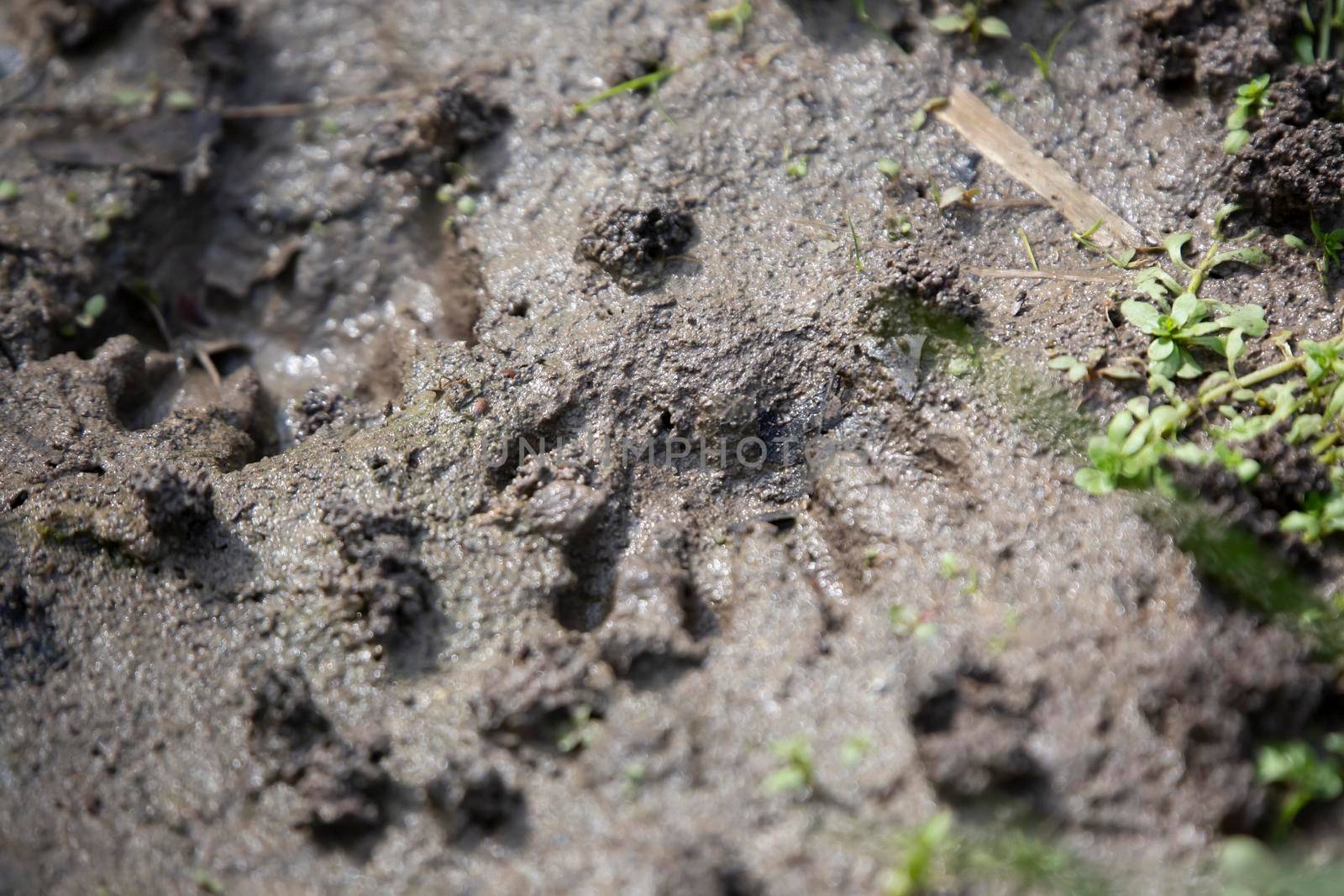 Pair of raccoon (Procyon lotor) tracks in the mud