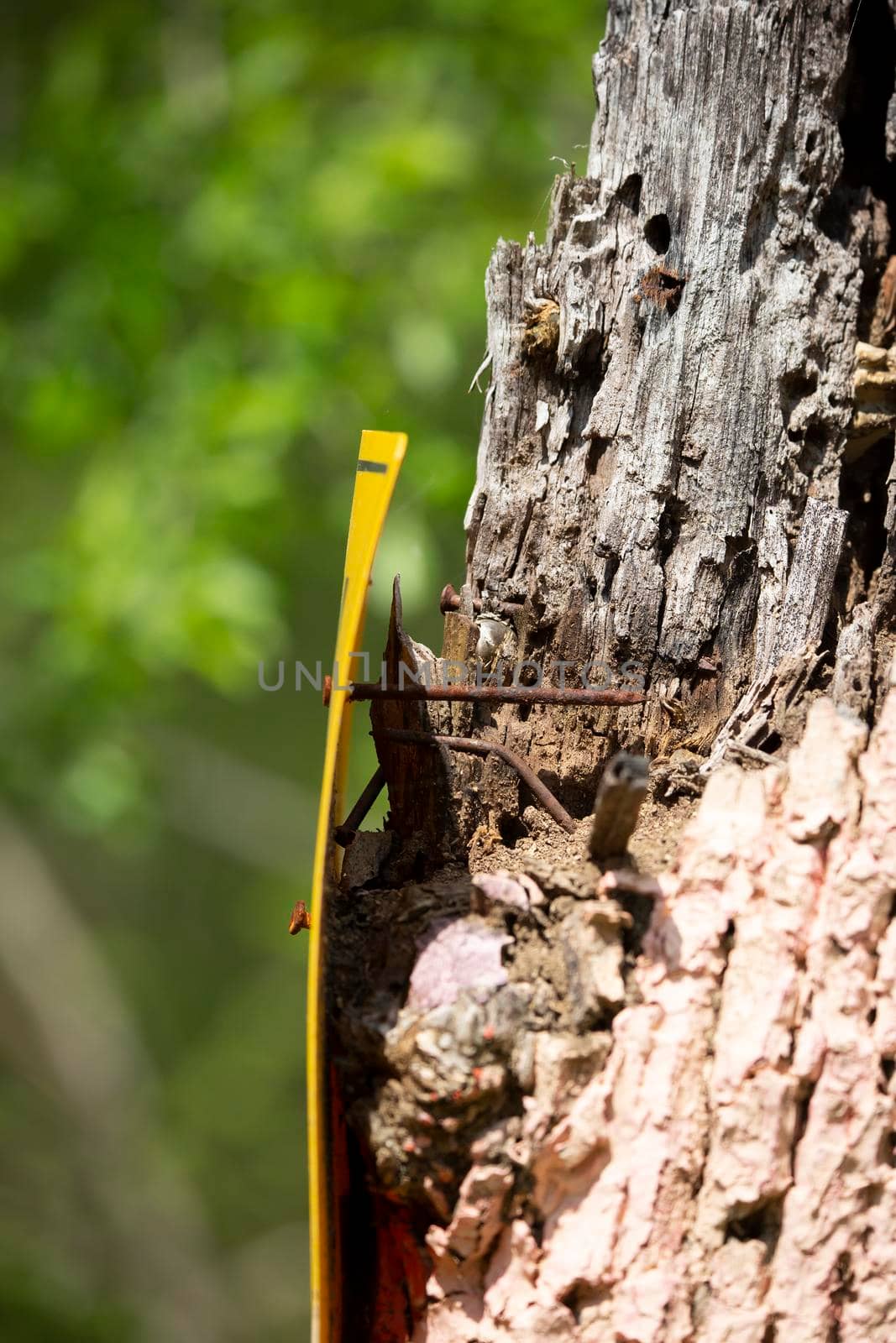 Large, rusted nails holding a yellow sign to a damaged tree