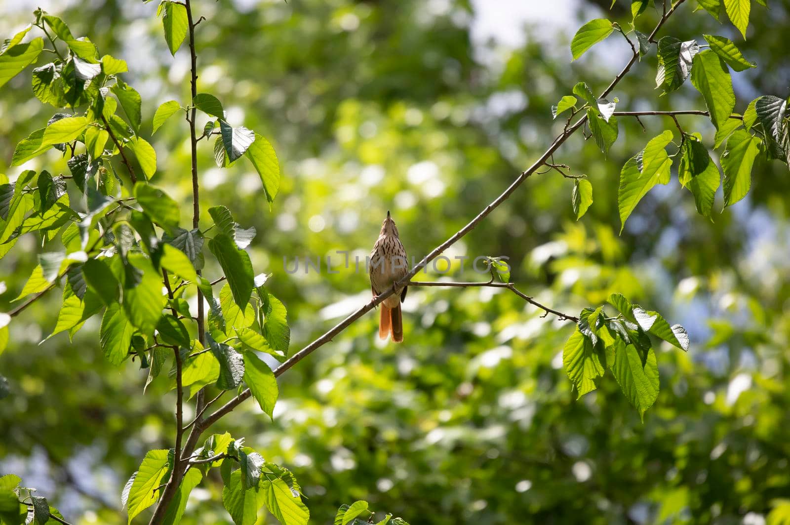 Brown thrasher (Toxostoma rufum) looking up from its perch on a tree branch