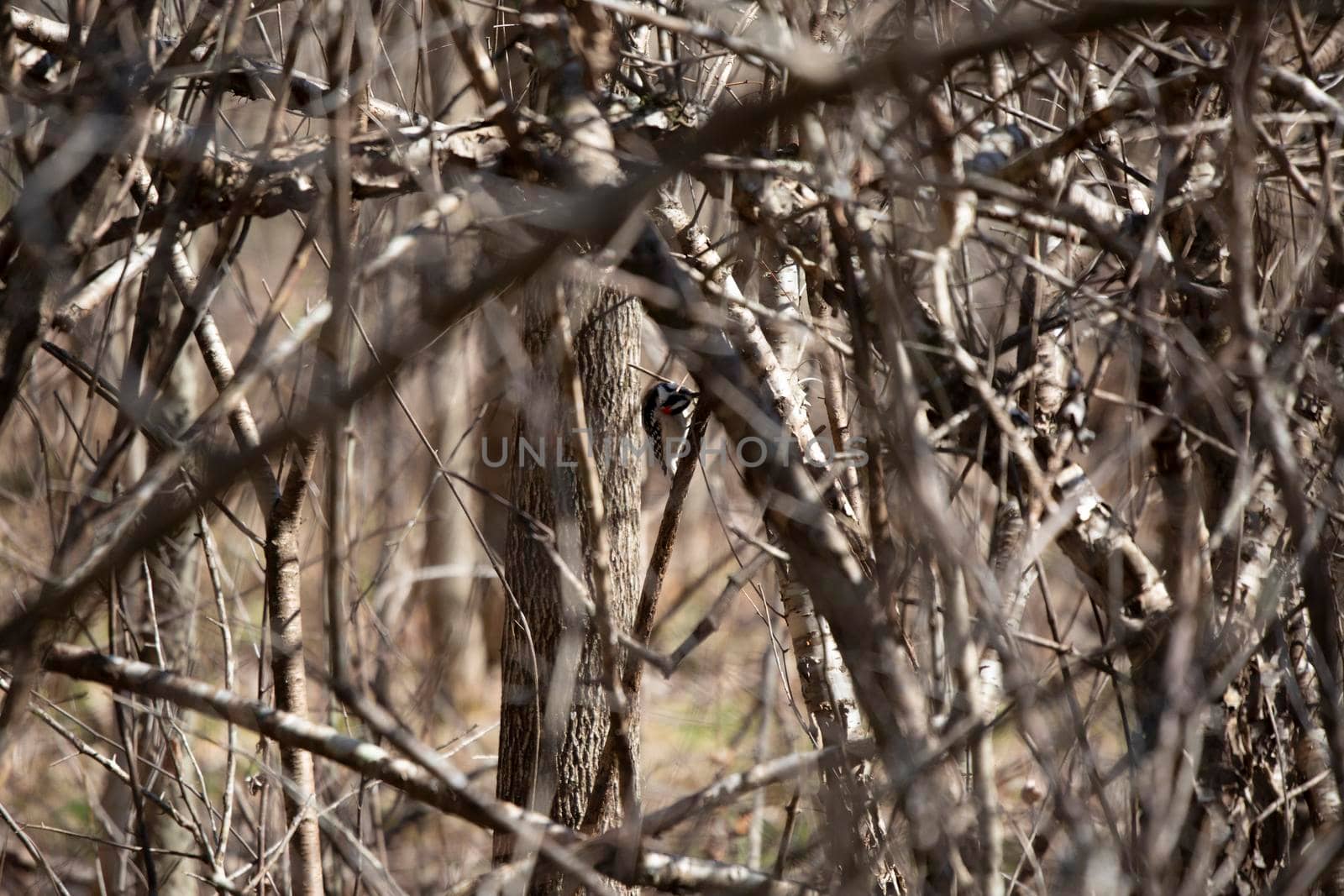 Downy Woodpecker Foraging by tornado98