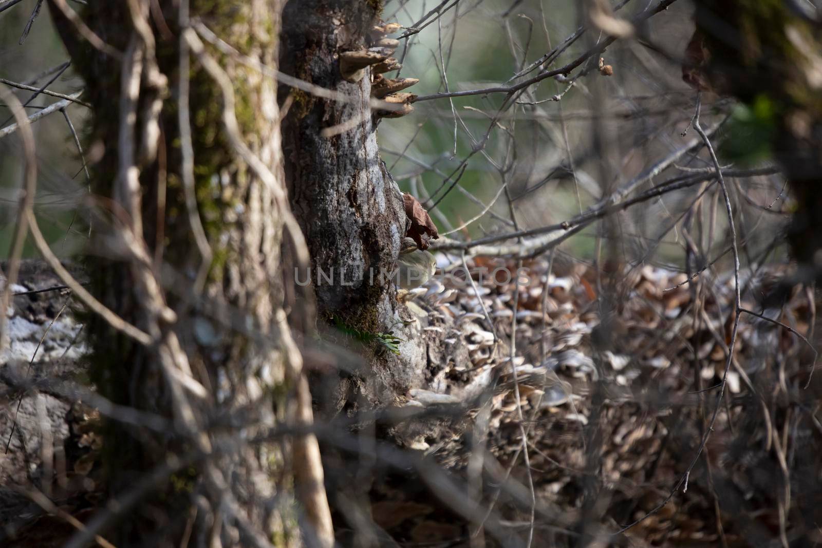 Ruby-crowned kinglet (Regulus calendula) looking out from near the base of a tree trunk