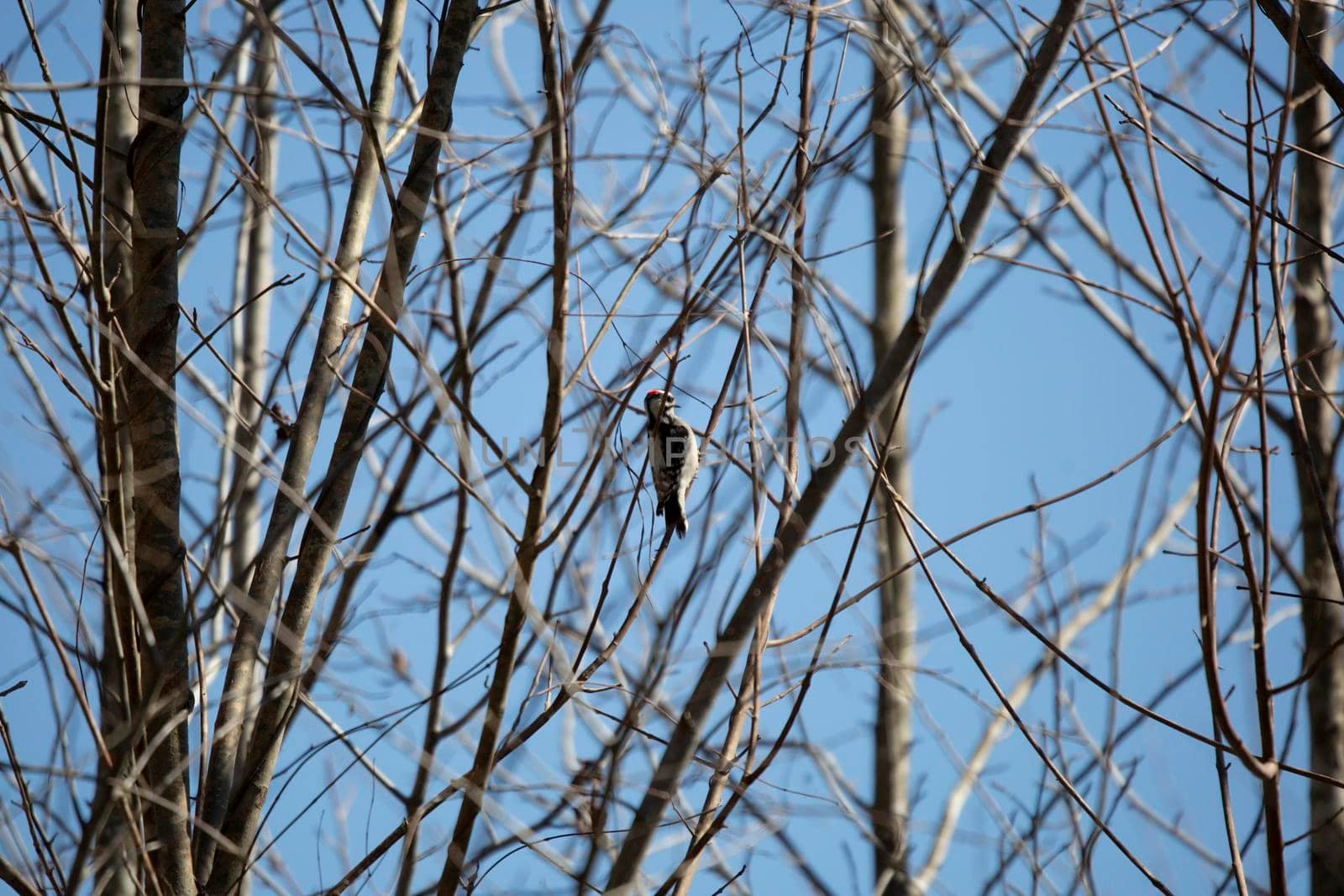 Downy Woodpecker Foraging by tornado98