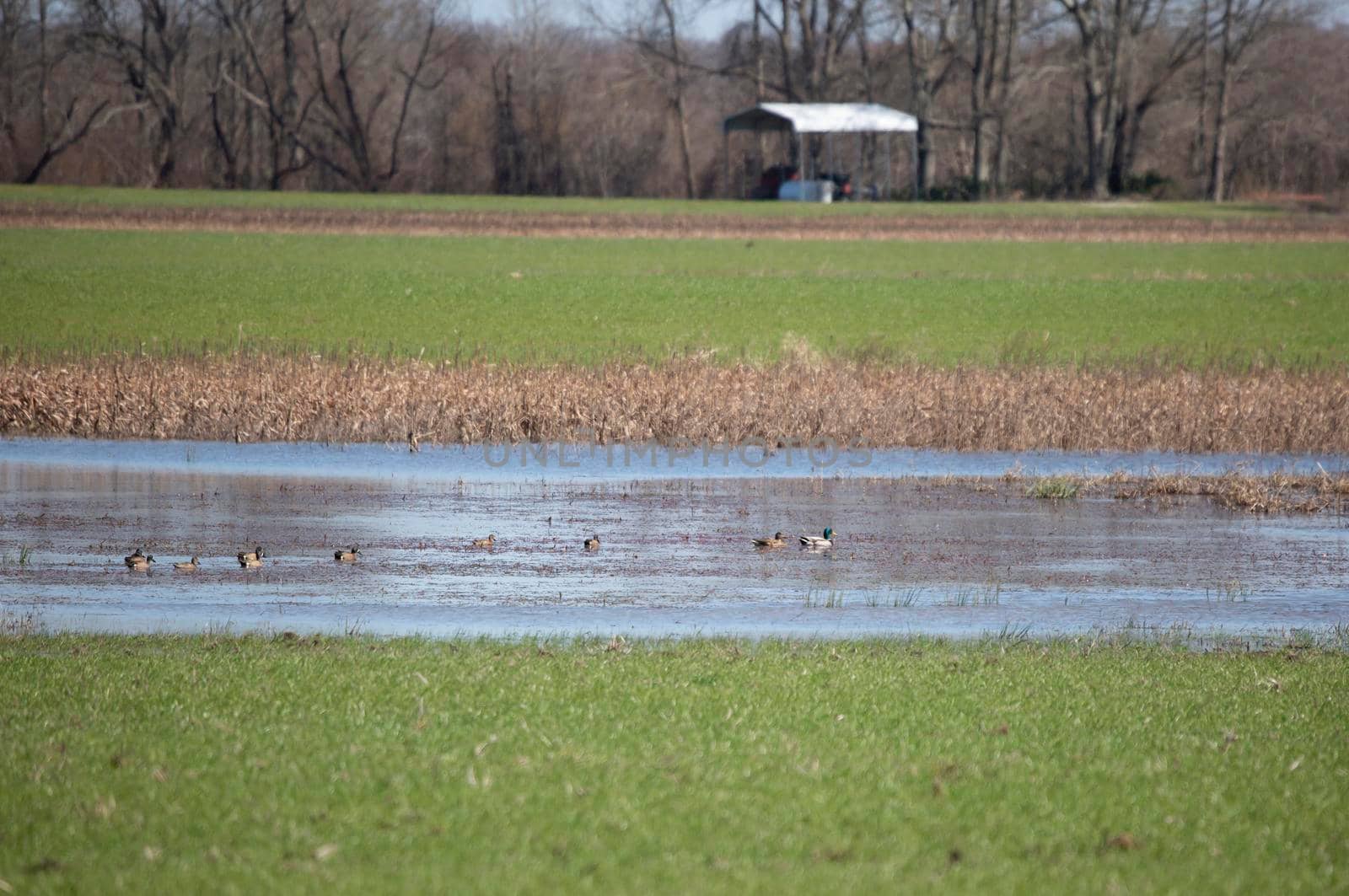 Ducks Swimming in a Slough by tornado98