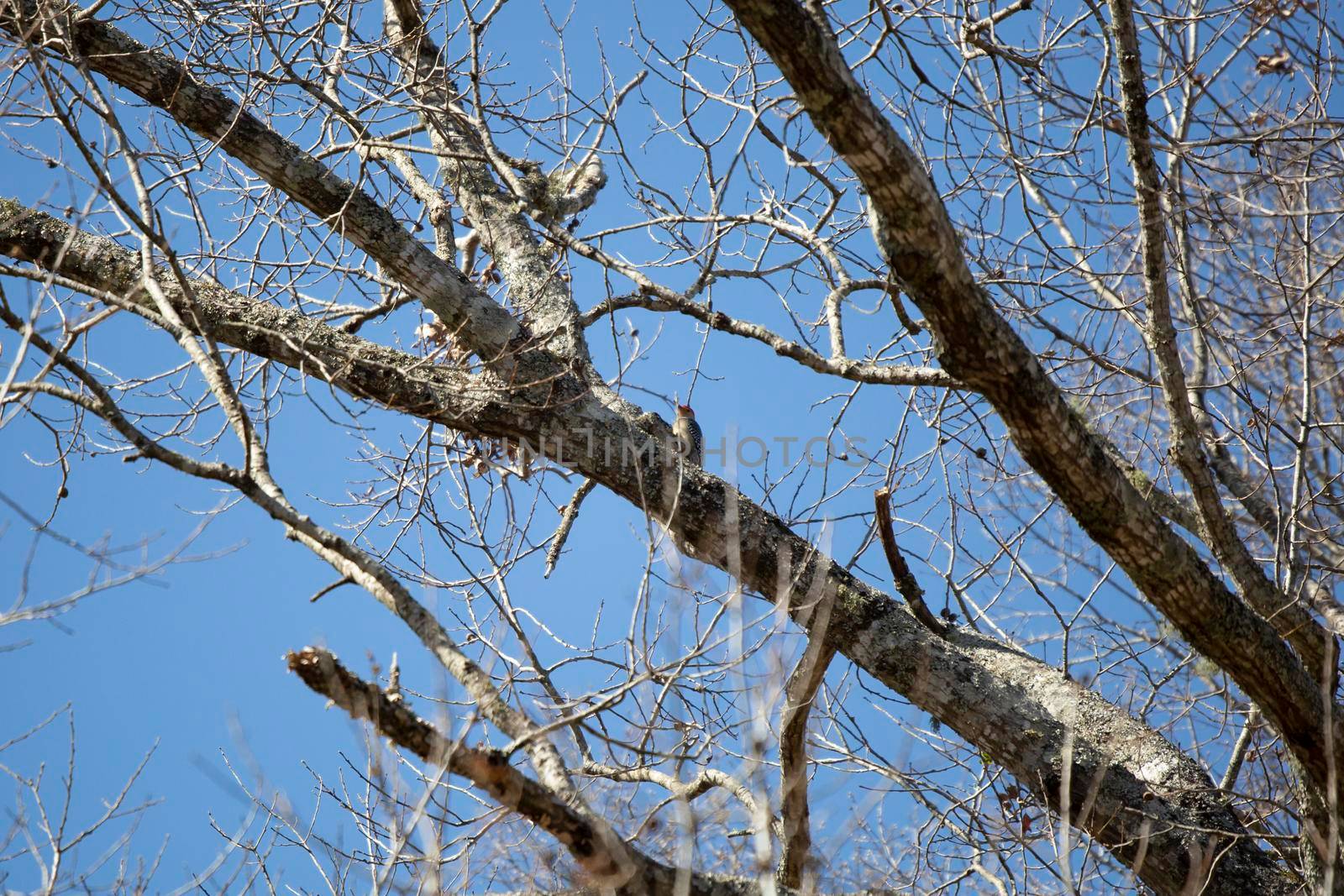 Red-bellied woodpecker (Melanerpes carolinus) looking out majestically from a tree branch