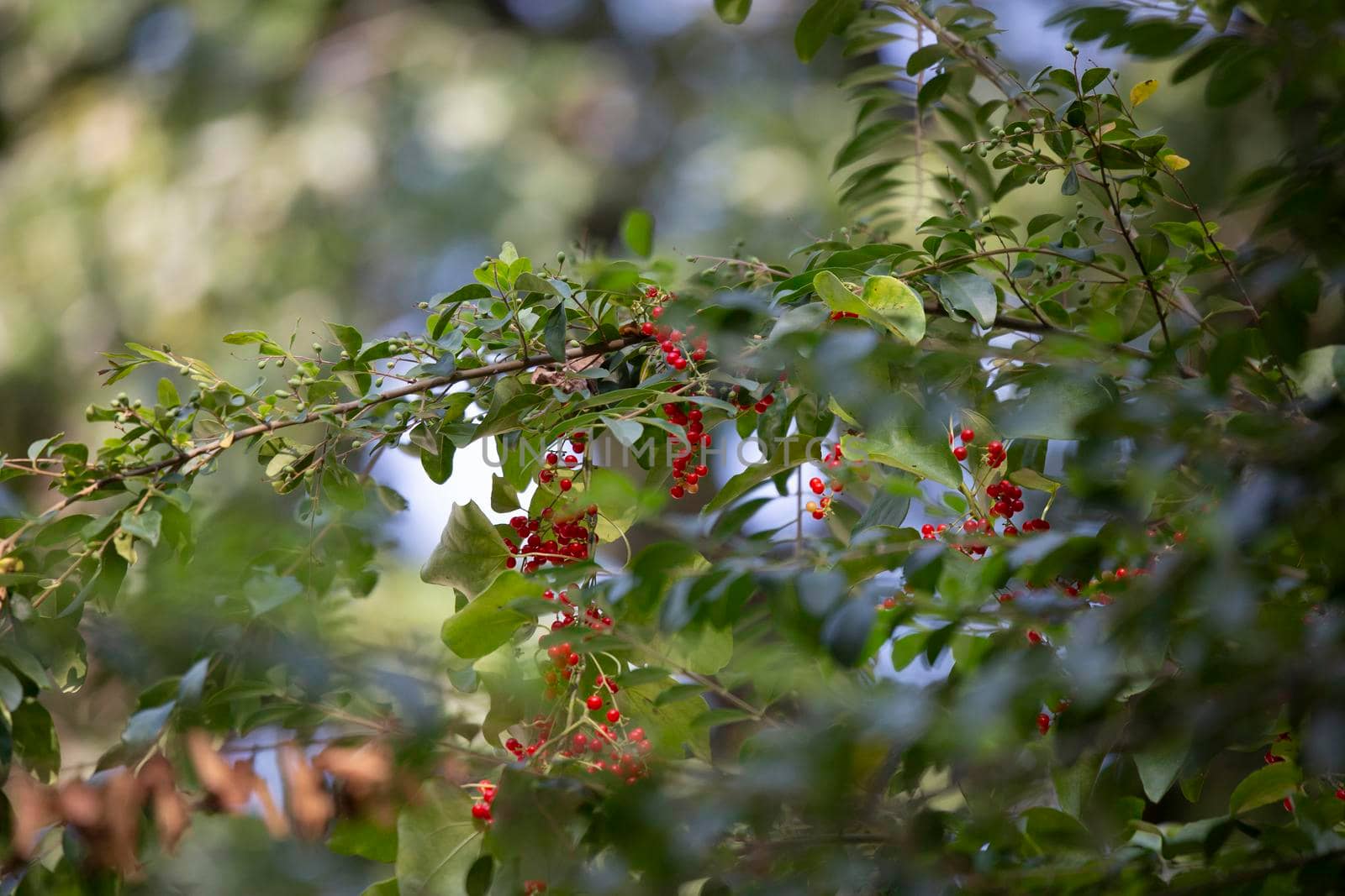 Red berries on a bush with bright green leaves