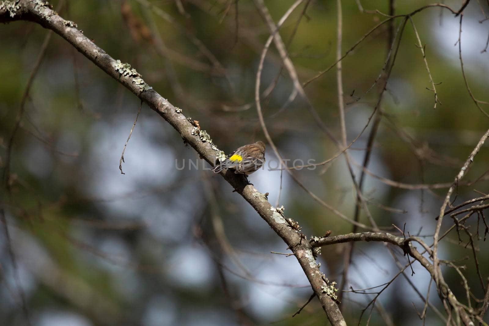 Yellow-rumped warbler (Setophaga coronata) facing away on a tree limb