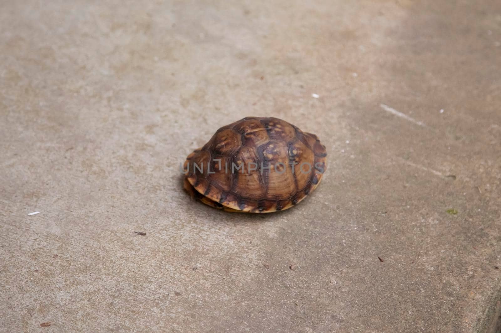 Eastern box turtle (Terrapene carolina carolina) in its shell  on cement