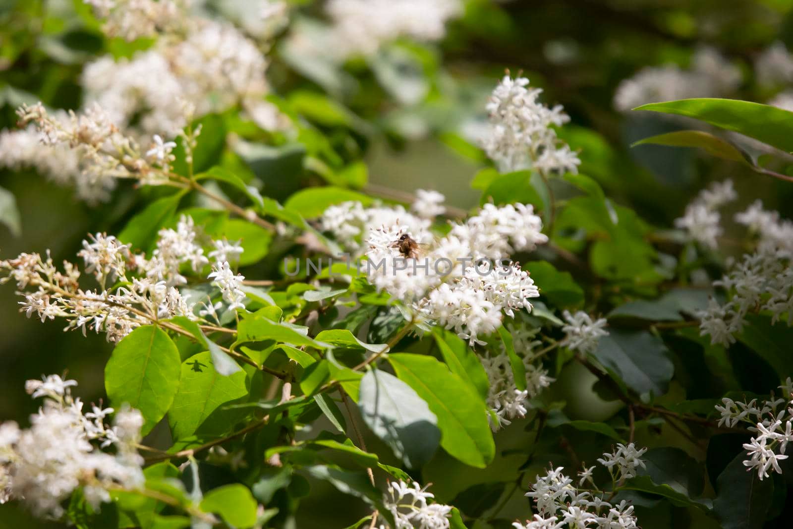 Honeybee Pollinating a Plant by tornado98