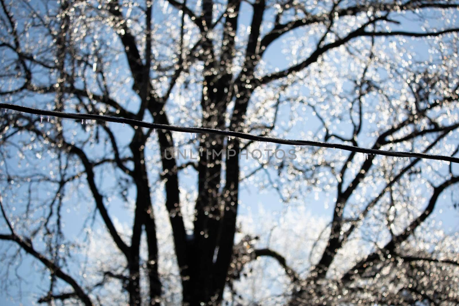 Ice covering a powerline in front of an ice-covered tree 