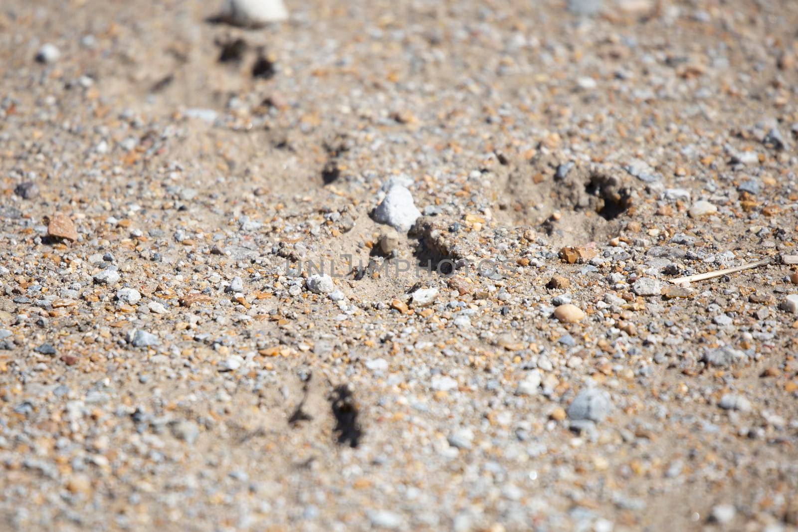 Deer (Odocoileus virginianus) tracks leading down a path on a dirt road