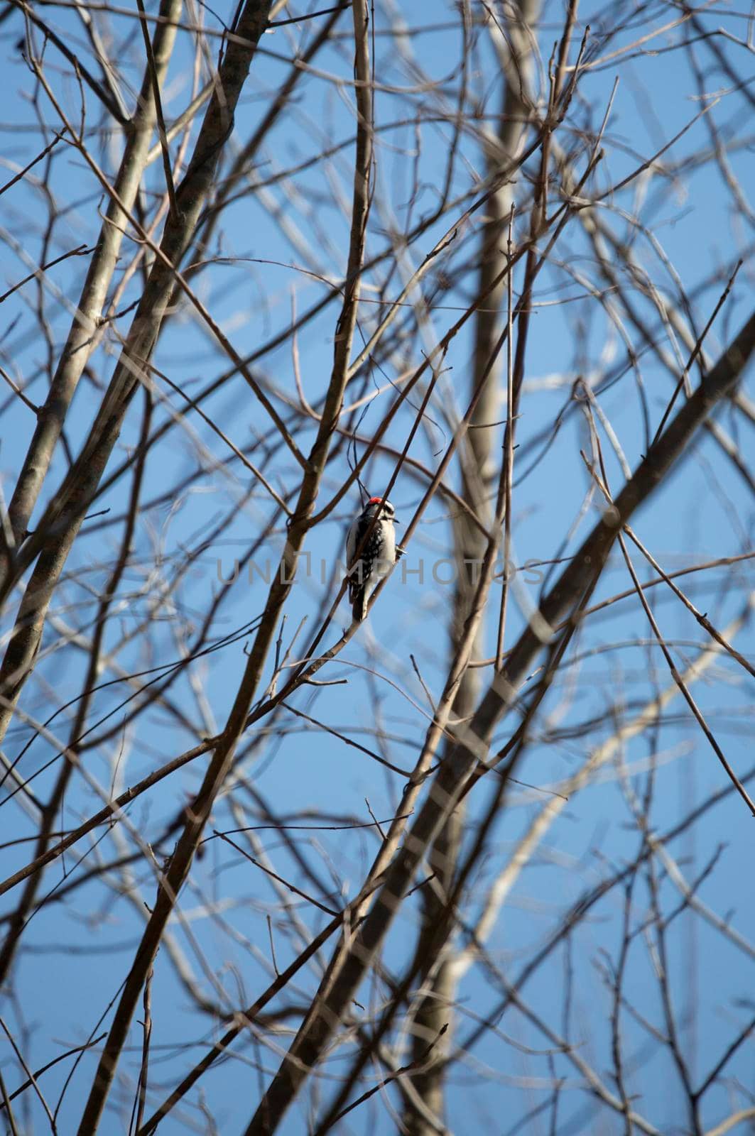 Downy woodpecker (Picoides pubescens) with its head cocked back preparing to drill into a tree branch
