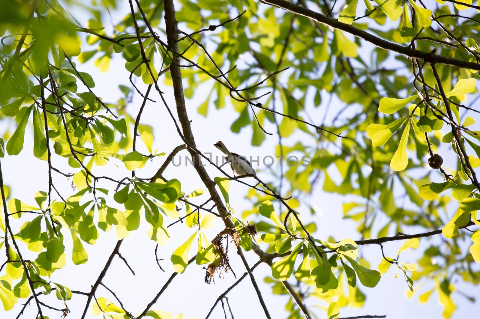 Blue-gray gnatcatcher (Polioptila caerulea) looking out majestically as it forages on a tree