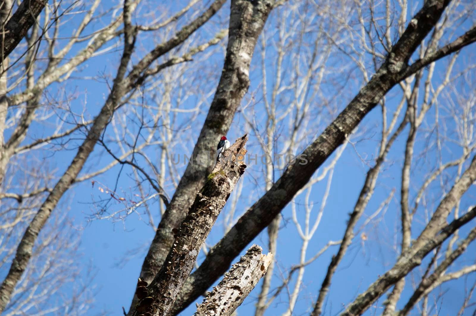 Curious Redheaded Woodpecker by tornado98