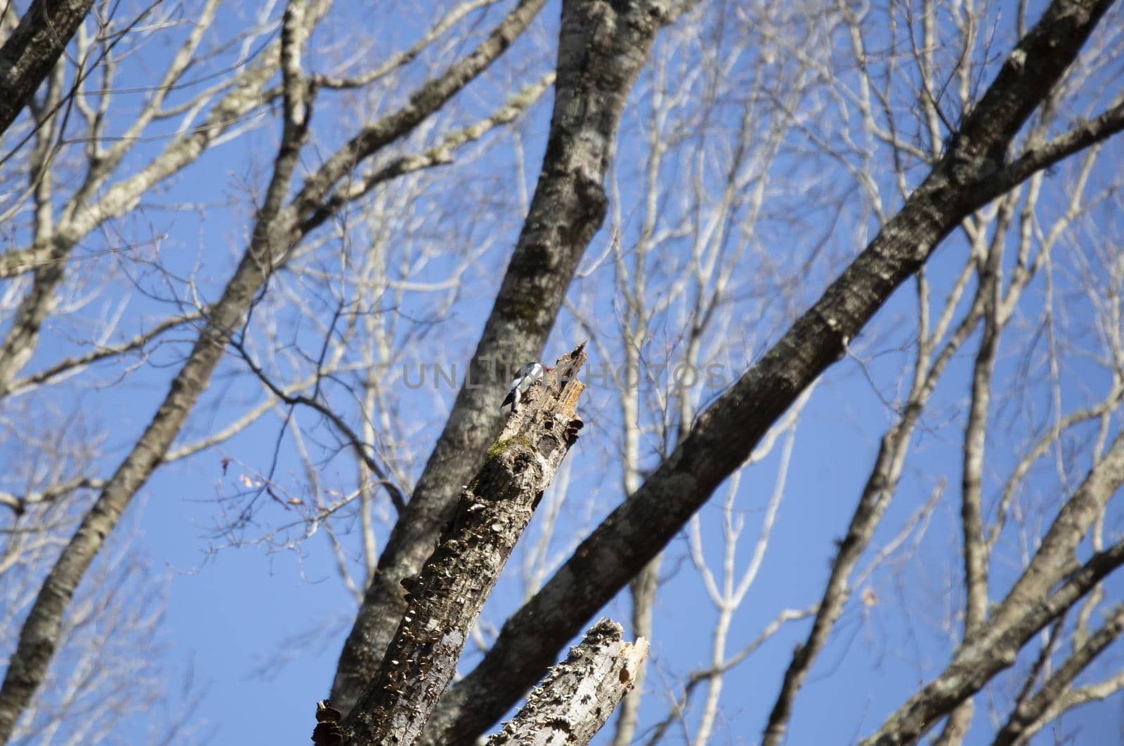 Adult redheaded woodpecker (Melanerpes erythrocephalus) foraging on a dying tree trunk