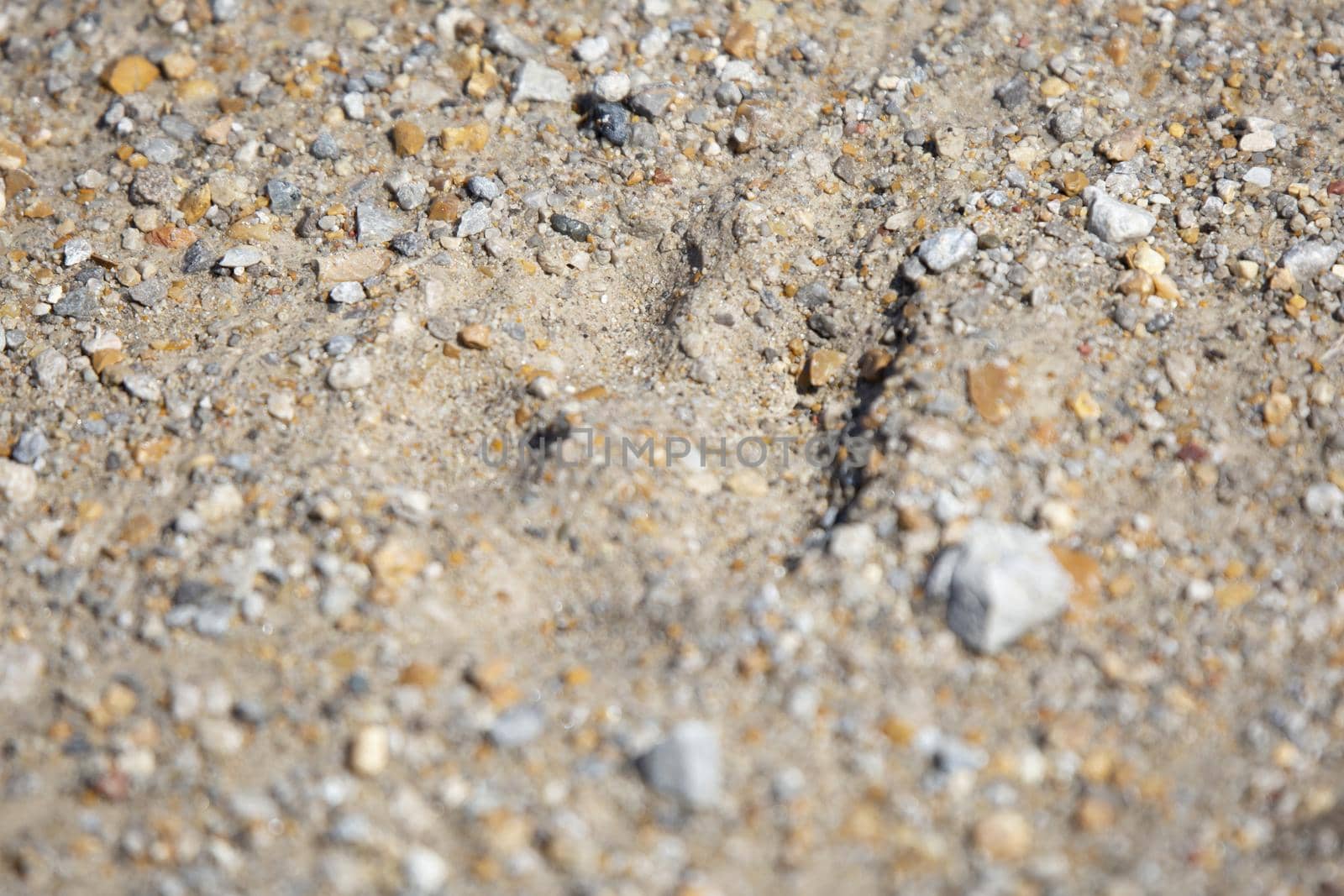 Close up of a coyote (Canis latrans) track in silty sand