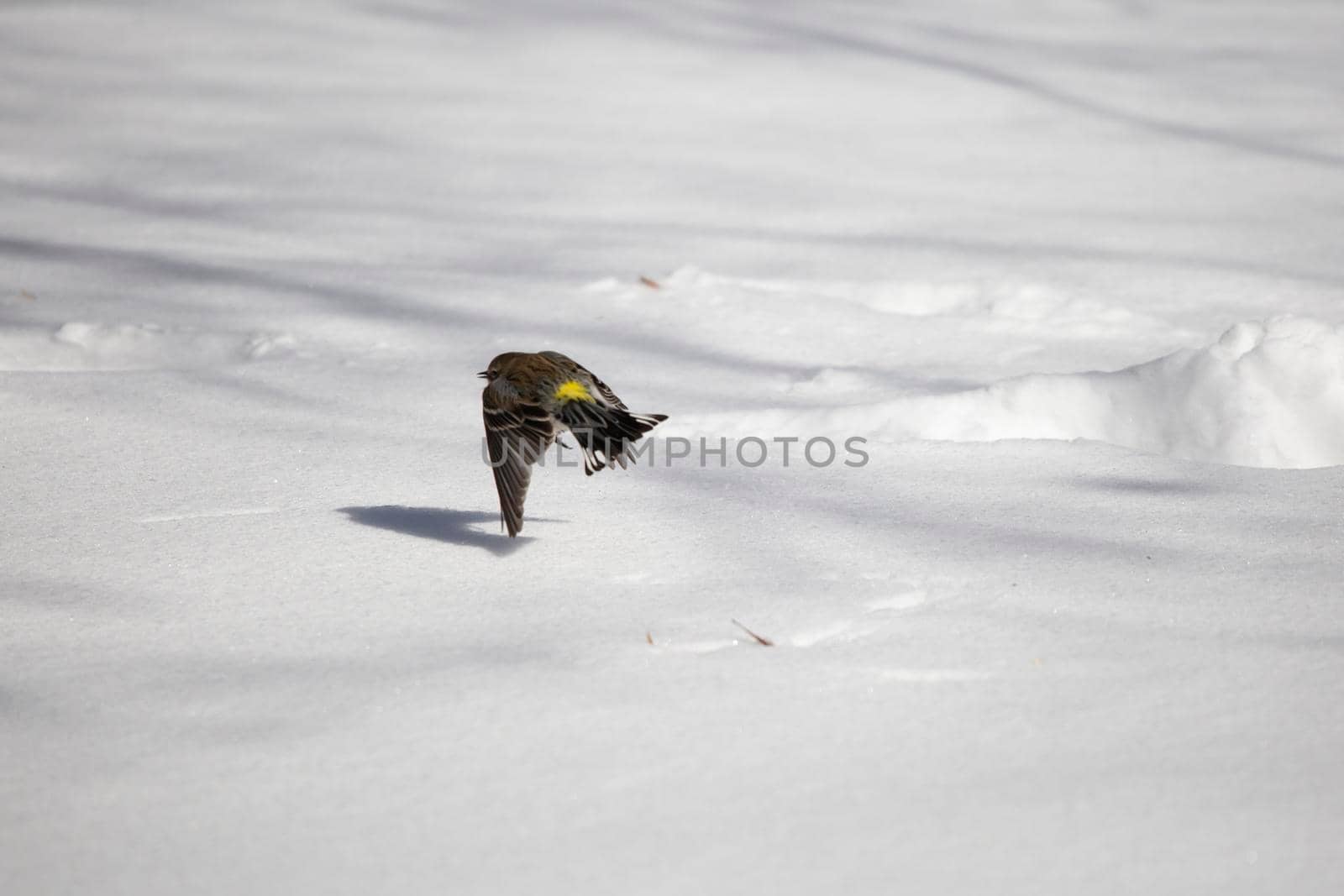 Female yellow-rumped warbler (Setophaga coronata) flying low over snow