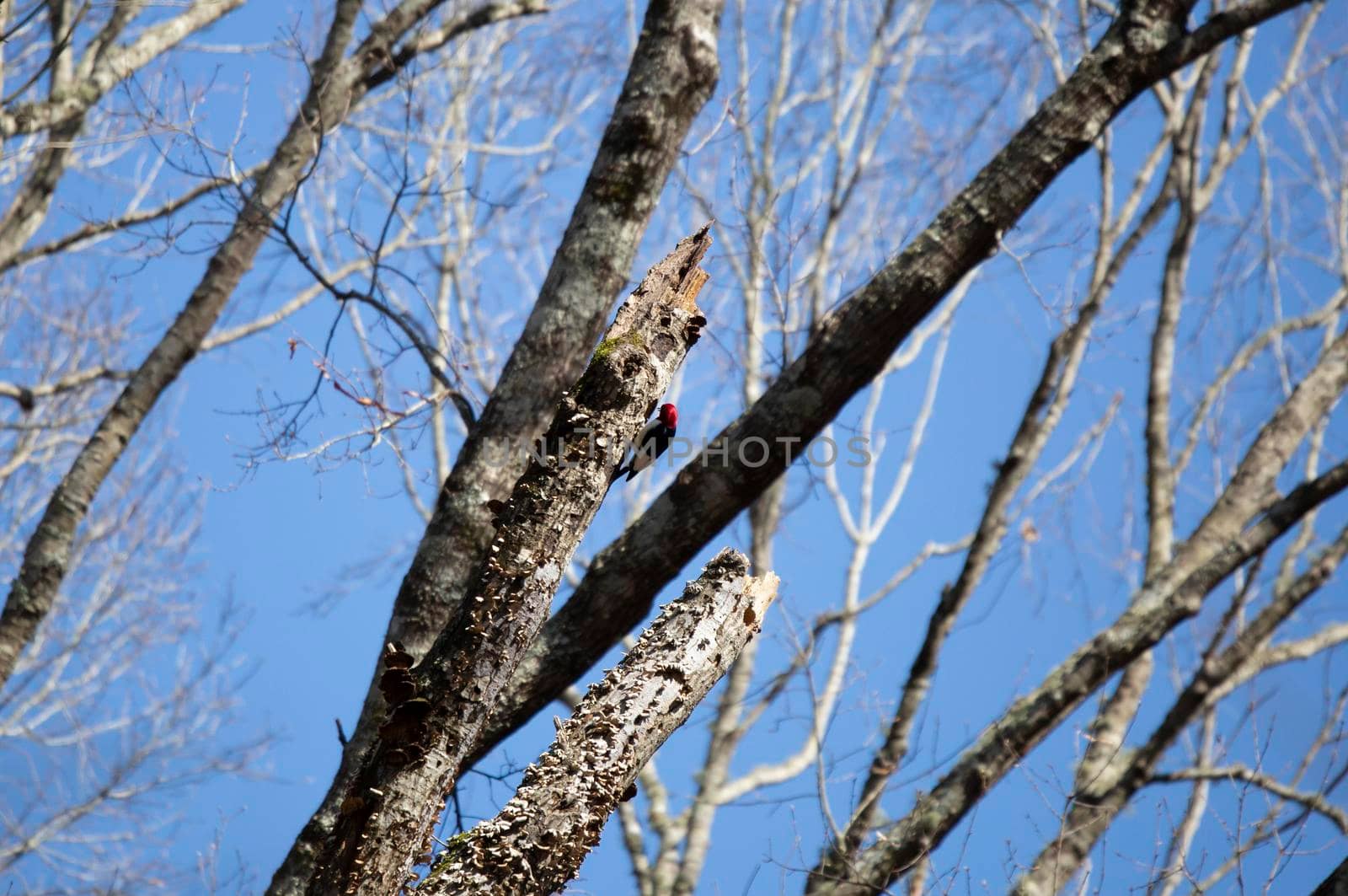 Adult redheaded woodpecker (Melanerpes erythrocephalus) foraging on a tree trunk