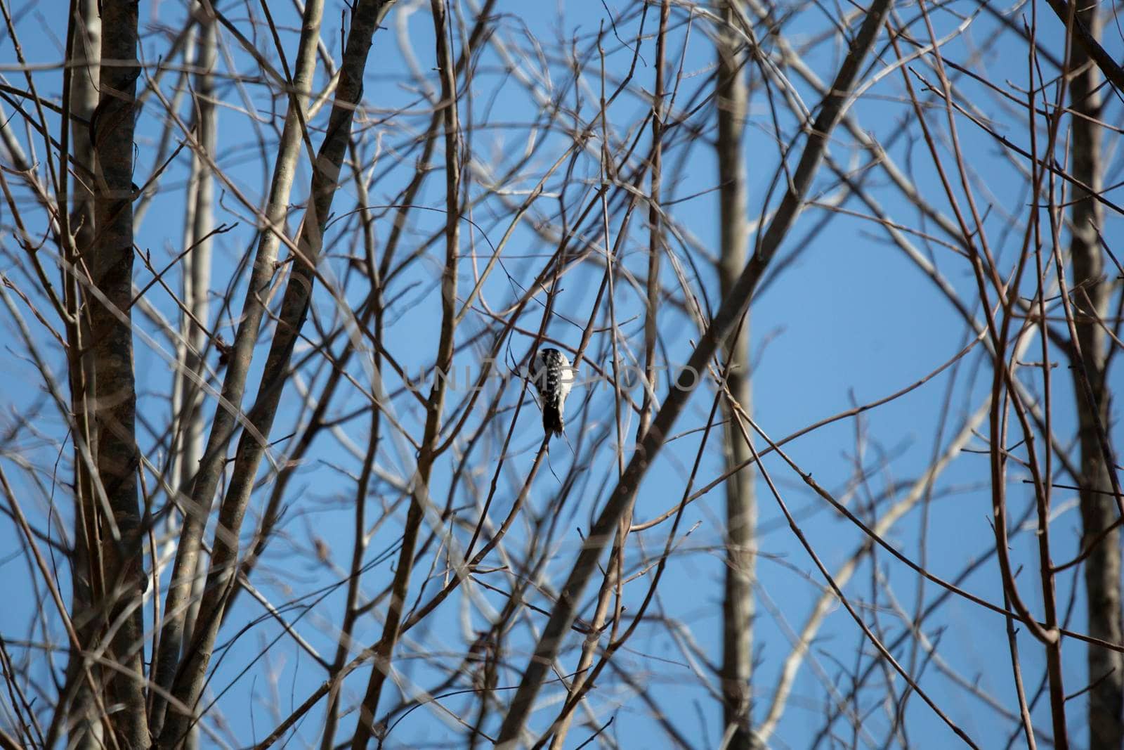 Downy woodpecker (Picoides pubescens) foraging on a branch