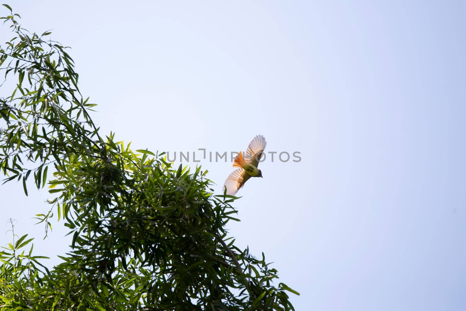 Great-crested flycatcher (Myiarchus crinitus) flying off a tree
