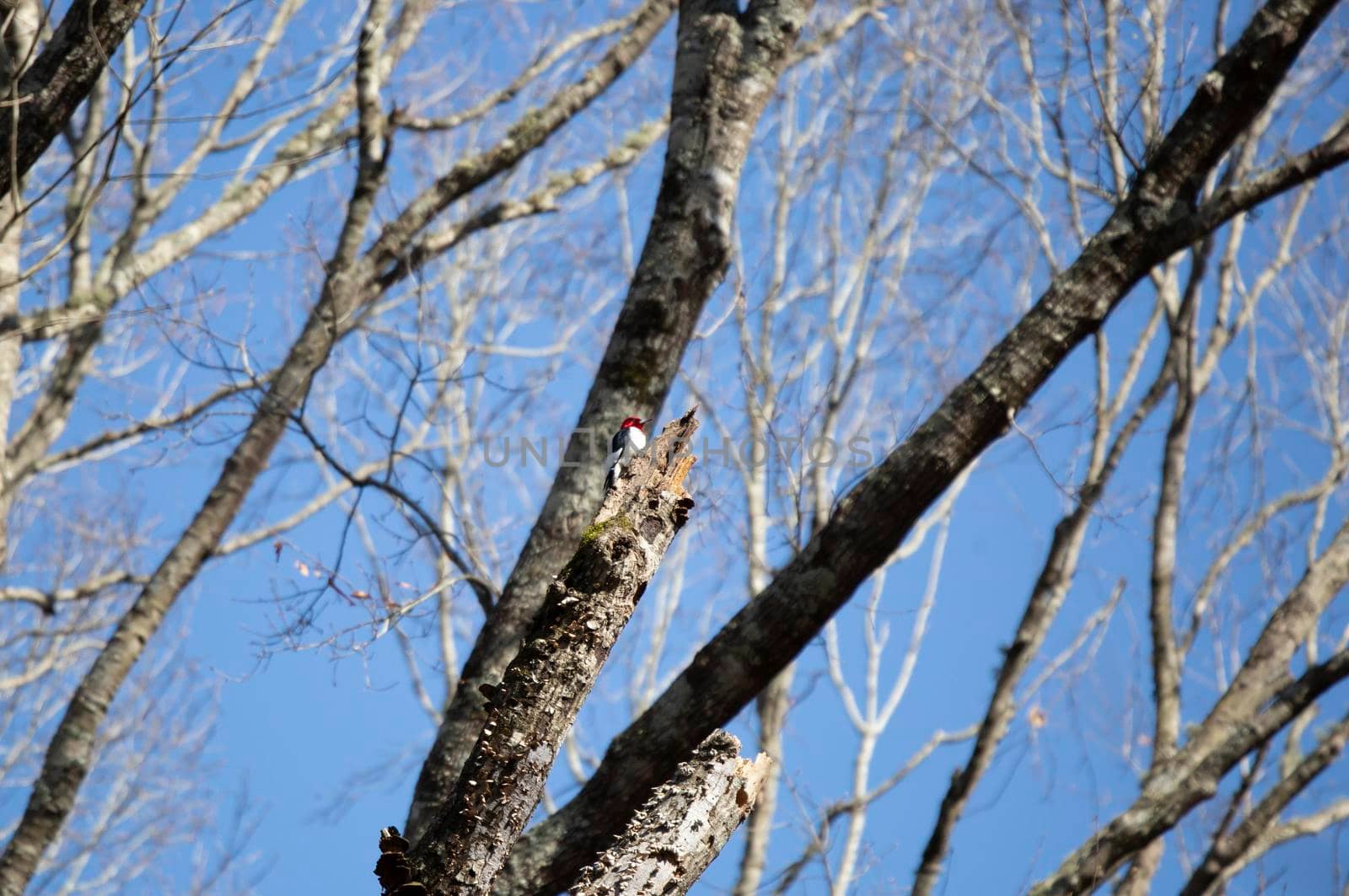 Redheaded woodpecker (Melanerpes erythrocephalus) looking out majestically from its perch at the top of a diseased tree trunk