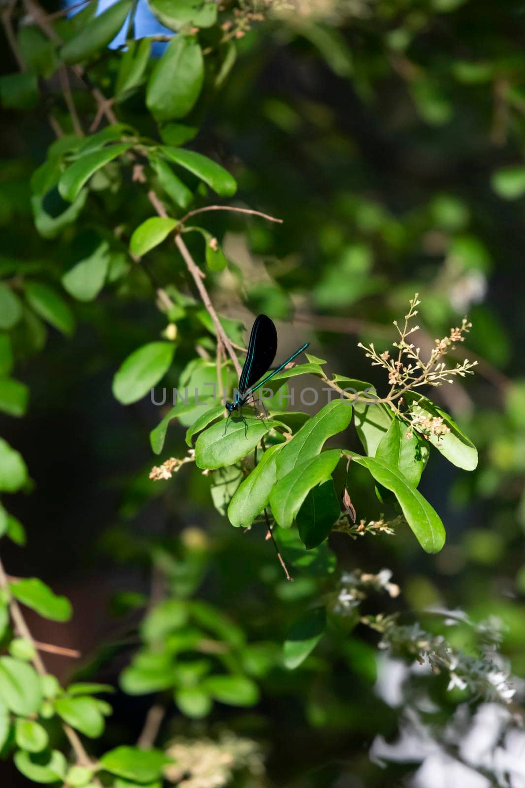 Ebony jewelwings (Calopteryx maculata) perched on a bush limb