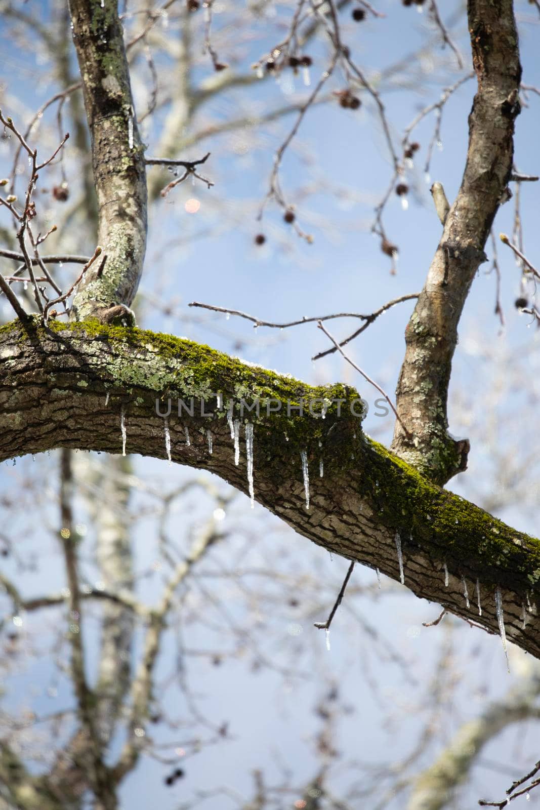 Icicles Hanging from a Tree Limb by tornado98