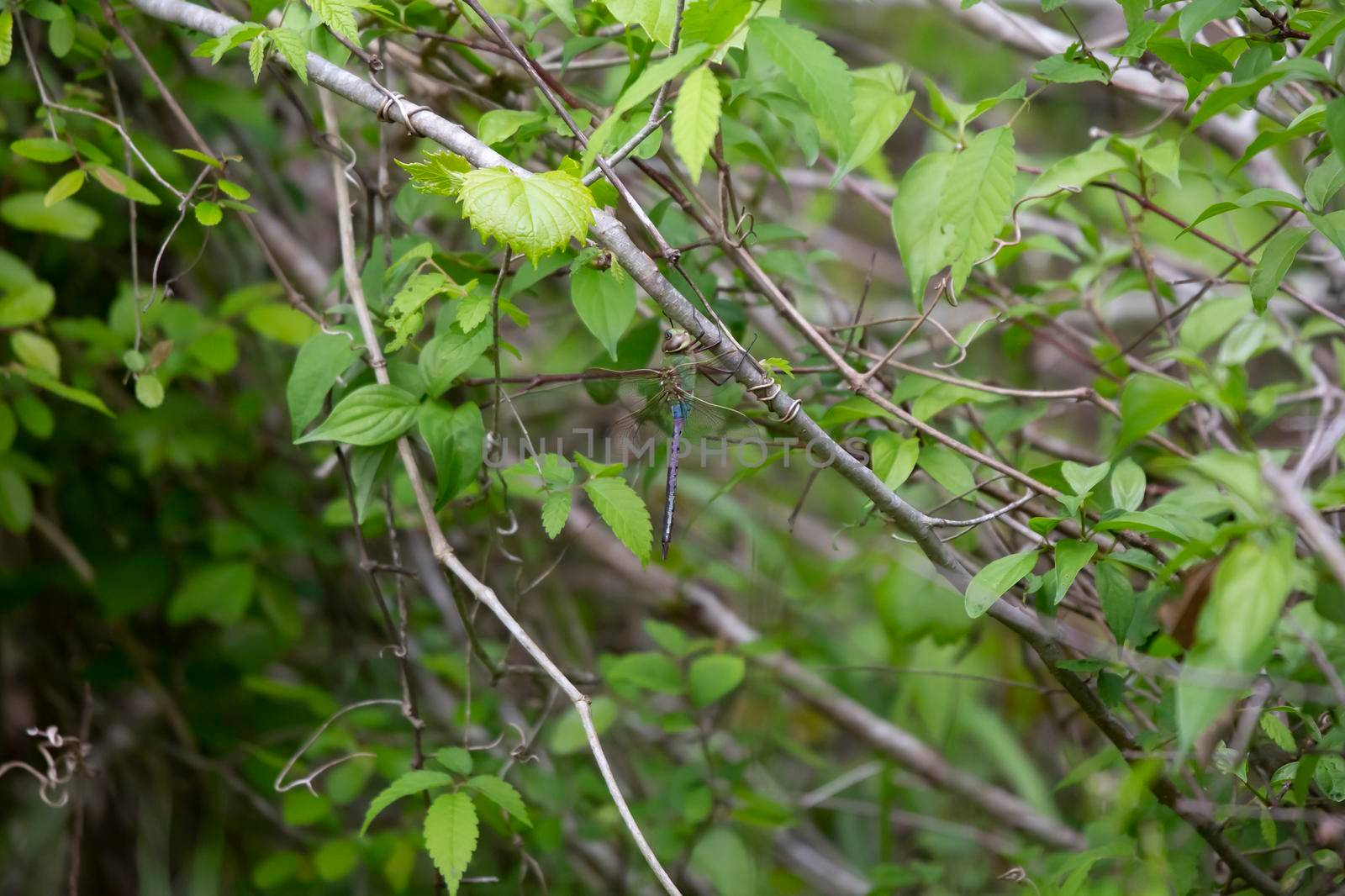 Common green darner (Anax junius) hanging from a limb