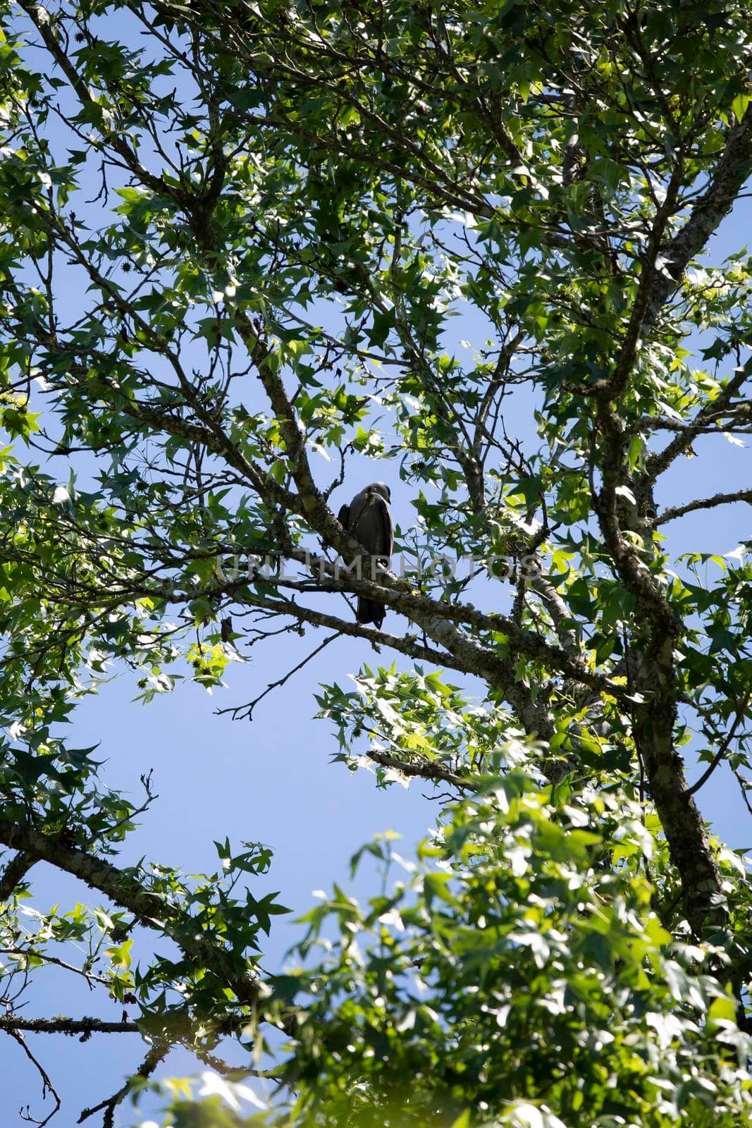 Mississippi kite (Ictinia mississippiensis) looking over its shoulder curiously from a tree branch