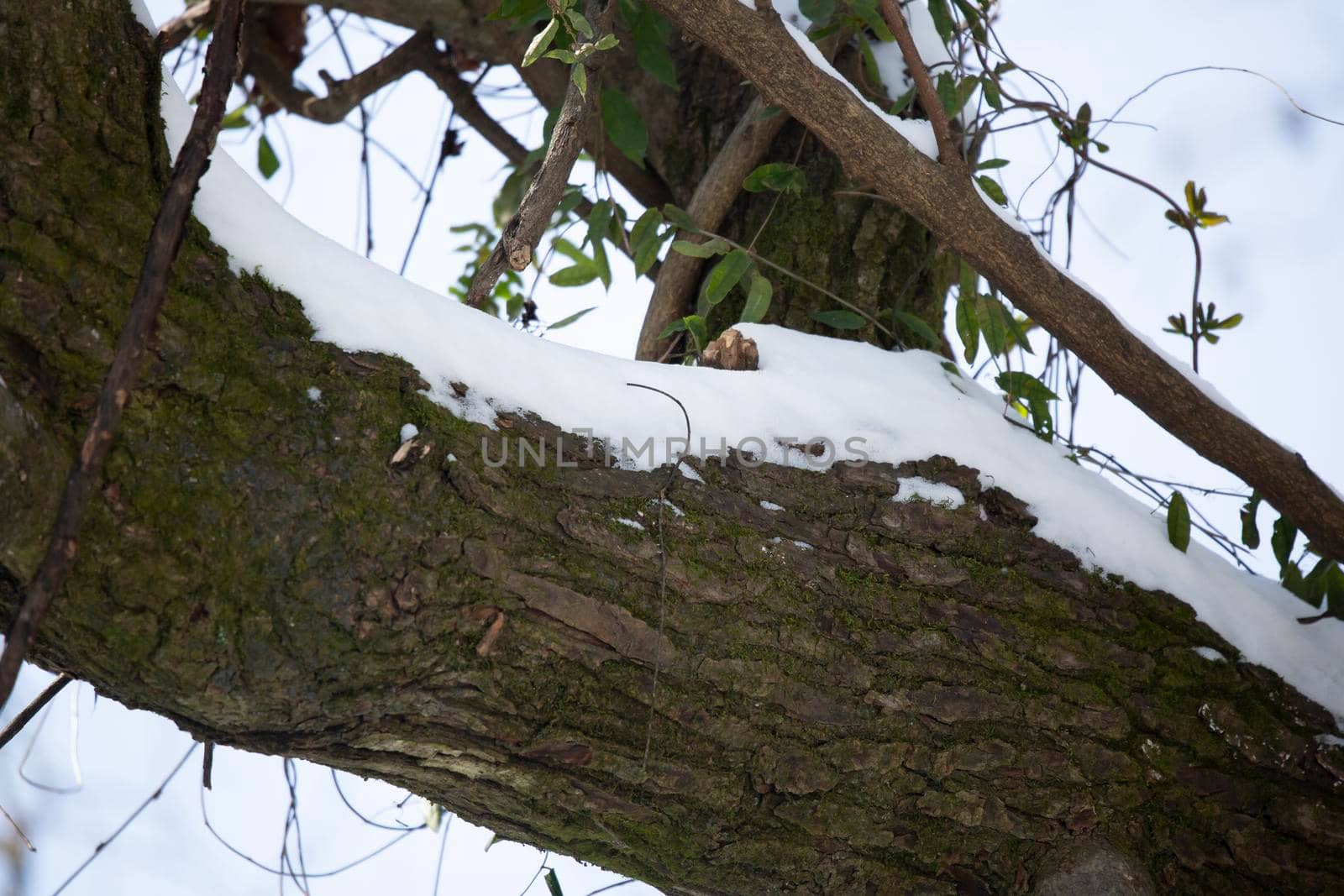 Snow along Tree Limbs by tornado98