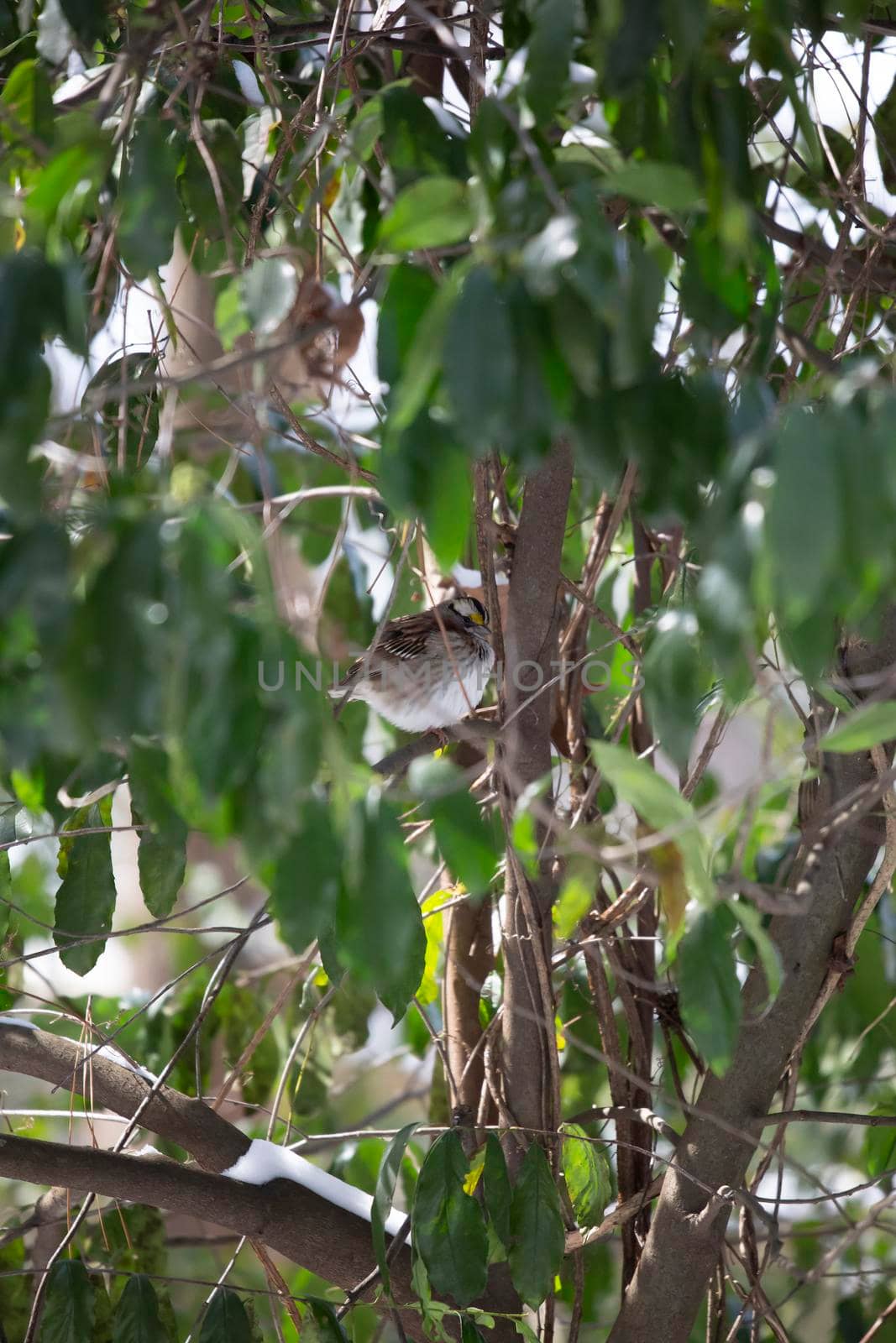 Curious White-Throated Sparrow Looking Around by tornado98