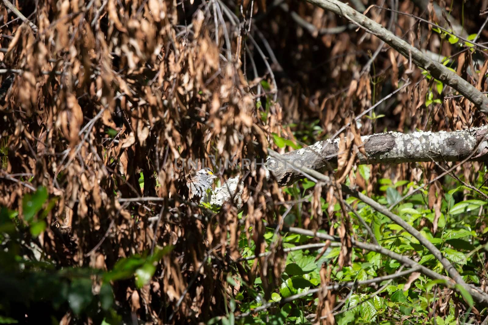 White-throated sparrow (Zonotrichia albicollis) partially hidden behind dying leaves