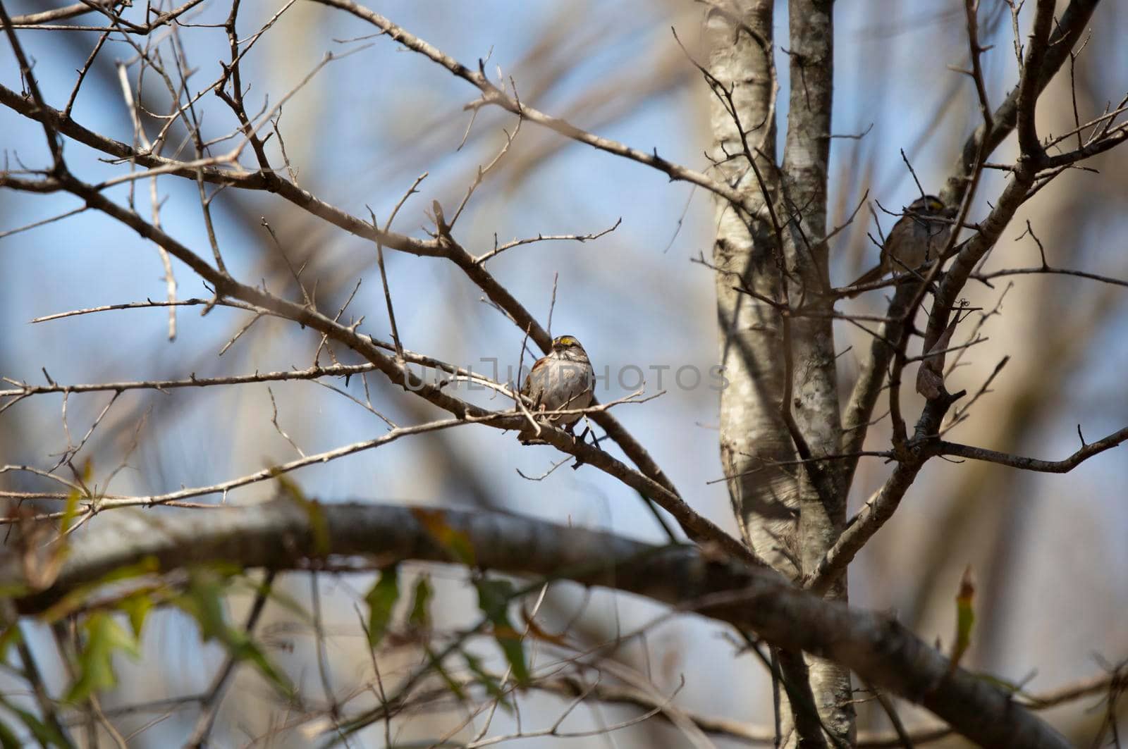 White-throated sparrow (Zonotrichia albicollis) looking out from its perch on a tree branch