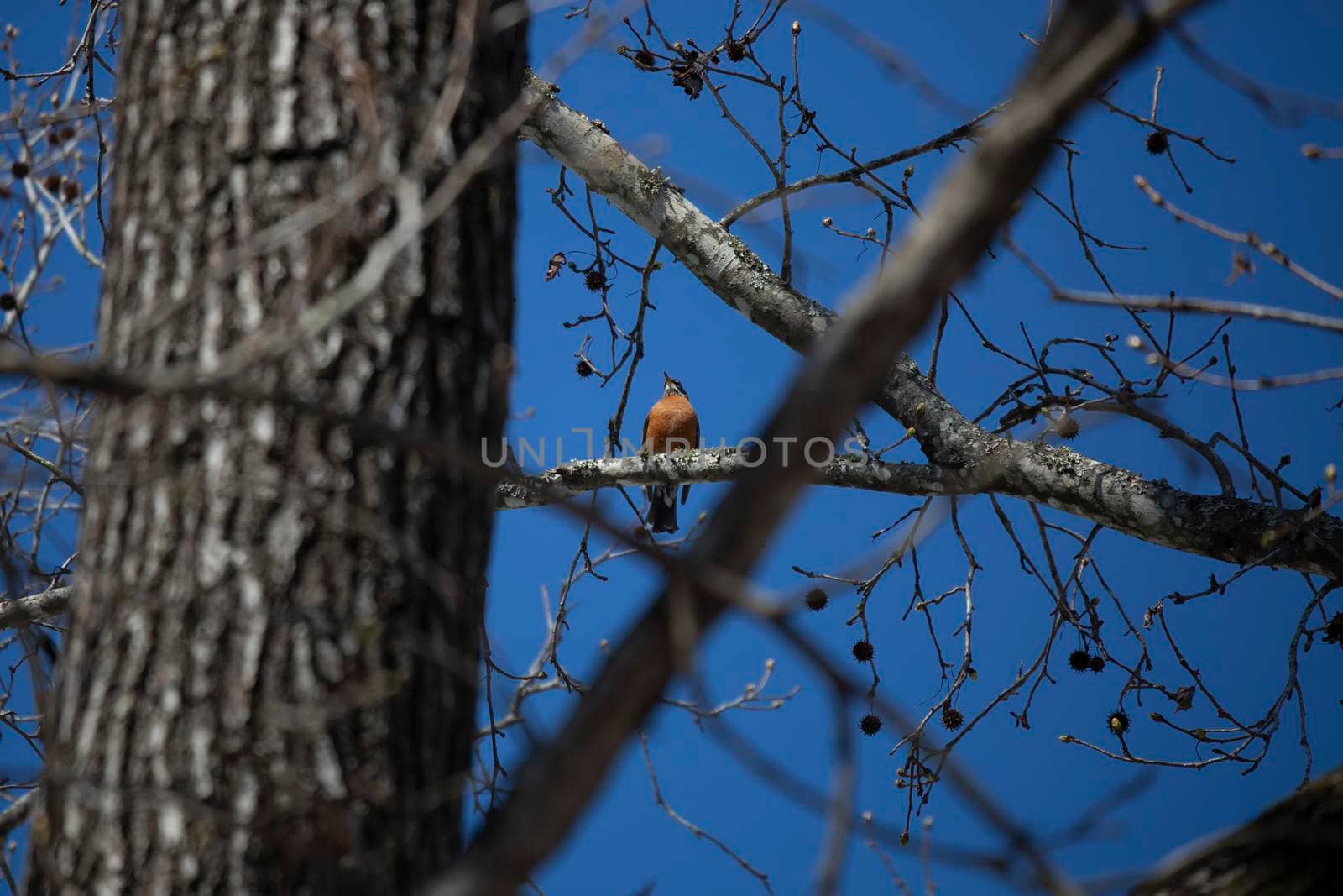 Majestic American robin (Turdus migratorius) looking out from its perch on a tree branch