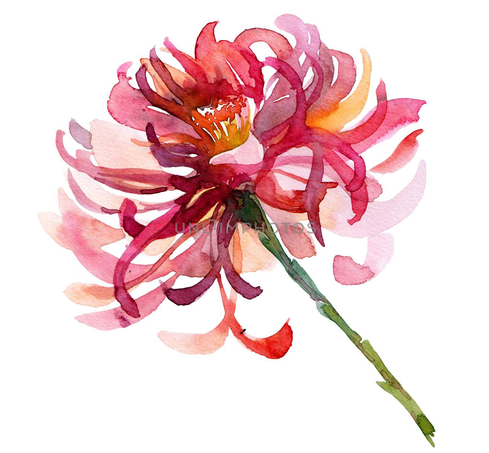 Watercolor illustration of chrysanthemum - pink flower on the stem