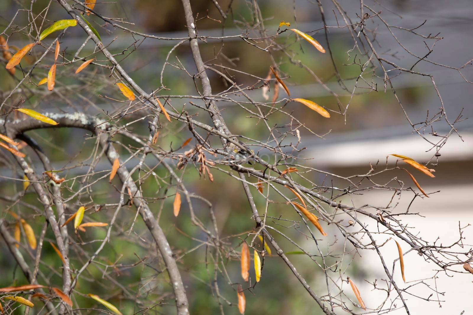 Yellow-rumped warbler (Setophaga coronata) peeking out from between tree twigs