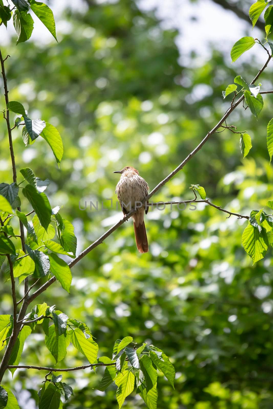 Brown thrasher (Toxostoma rufum) looking around from its perch on a limb