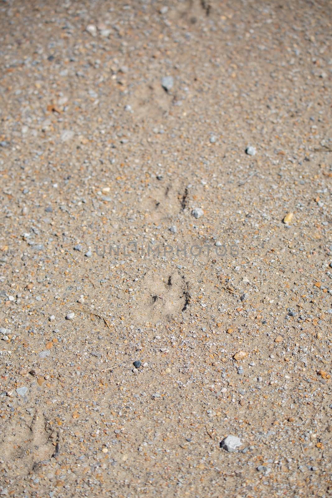 Coyote (Canis latrans) tracks leading down a path on a dirt road