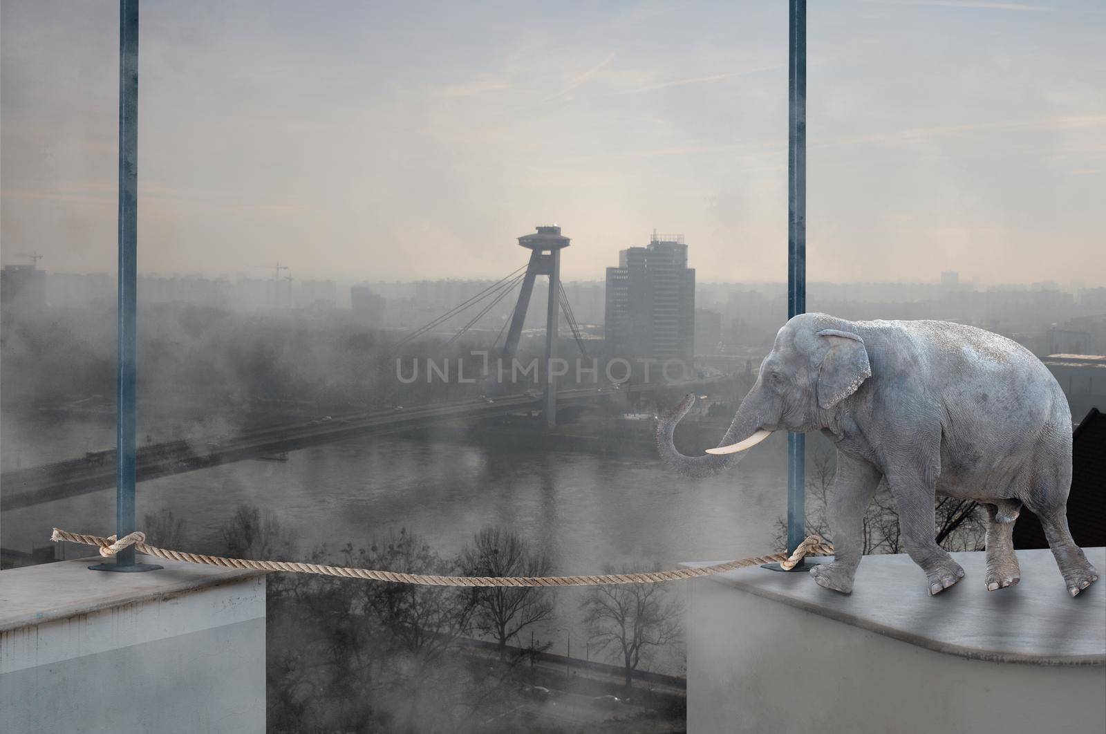 An elephant would walk safely on a hanging rope. The city on background. Courage and risk concept.